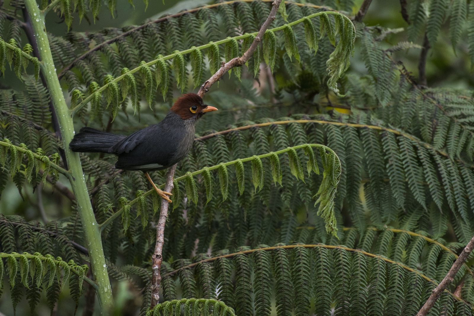 Chestnut-hooded Laughingthrush — Borneo wildlife, book, free download, jungle tour, bird, bird tour