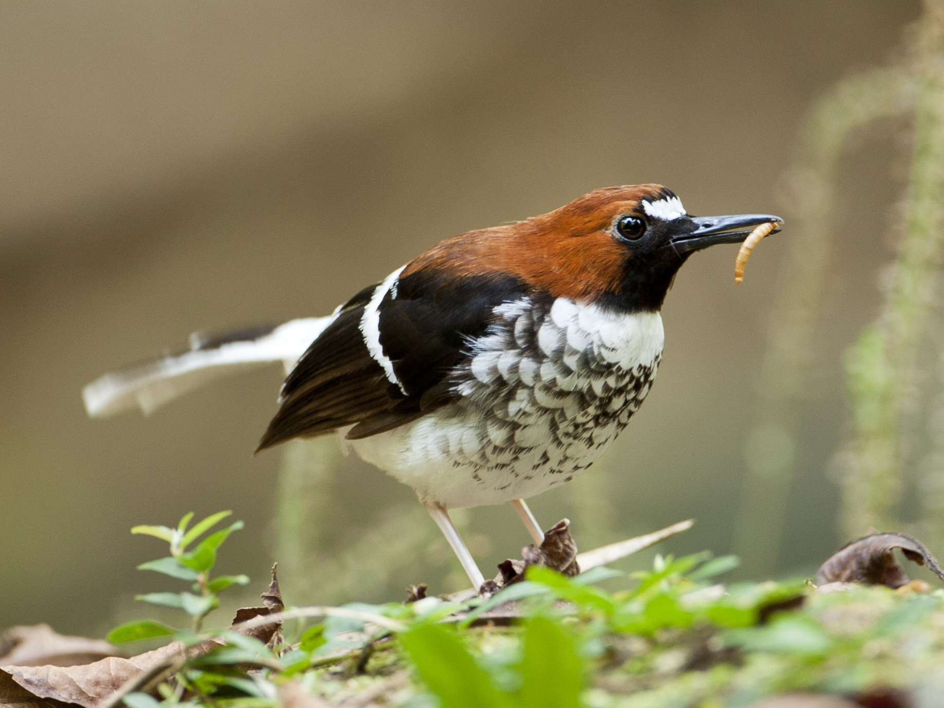 Chestnut-naped Forktail — Borneo wildlife, book, free download, jungle tour, bird, bird tour