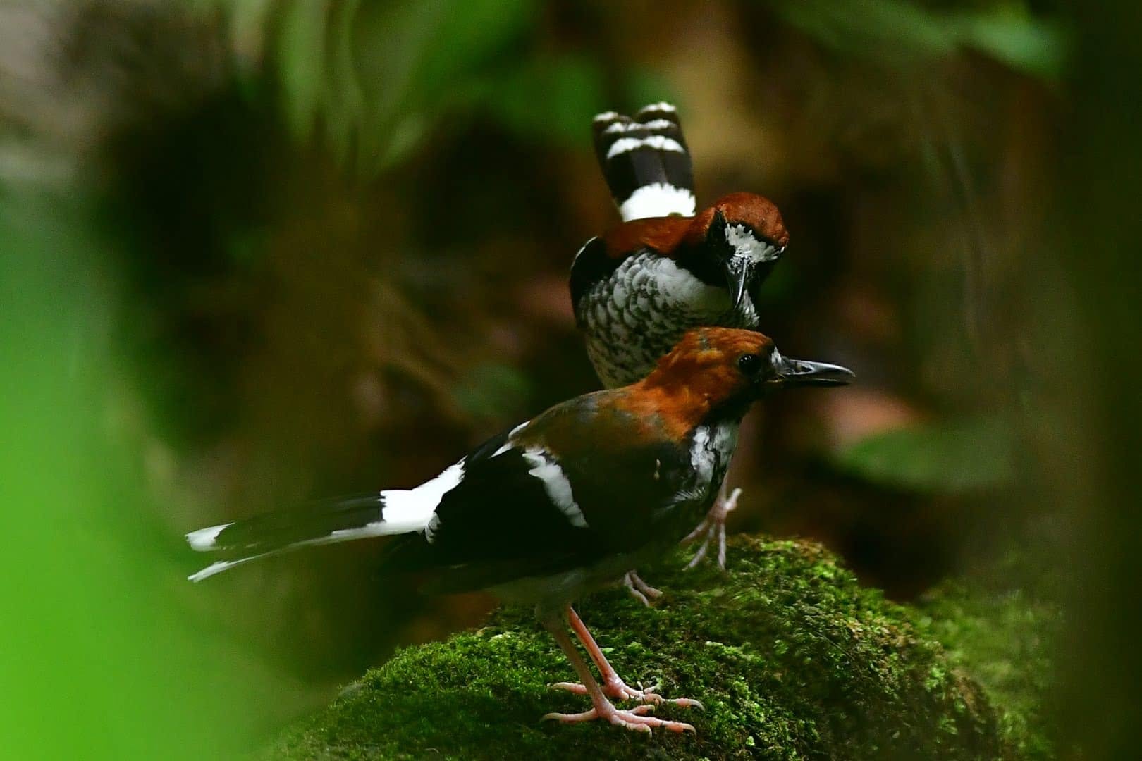 Chestnut-naped Forktail — Borneo wildlife, book, free download, jungle tour, bird, bird tour