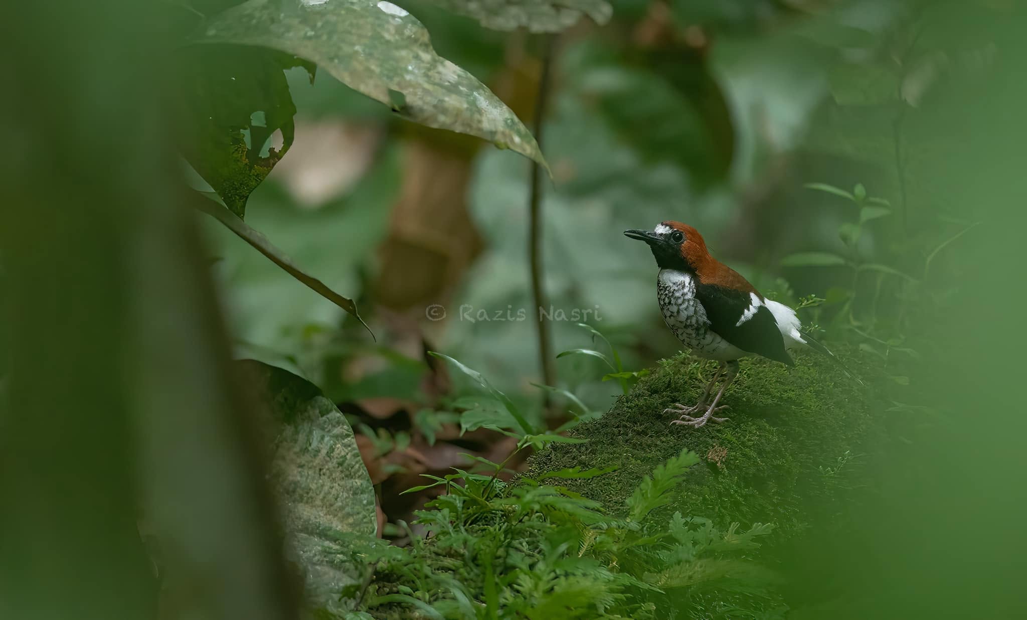 Chestnut-naped Forktail — Borneo wildlife, book, free download, jungle tour, bird, bird tour