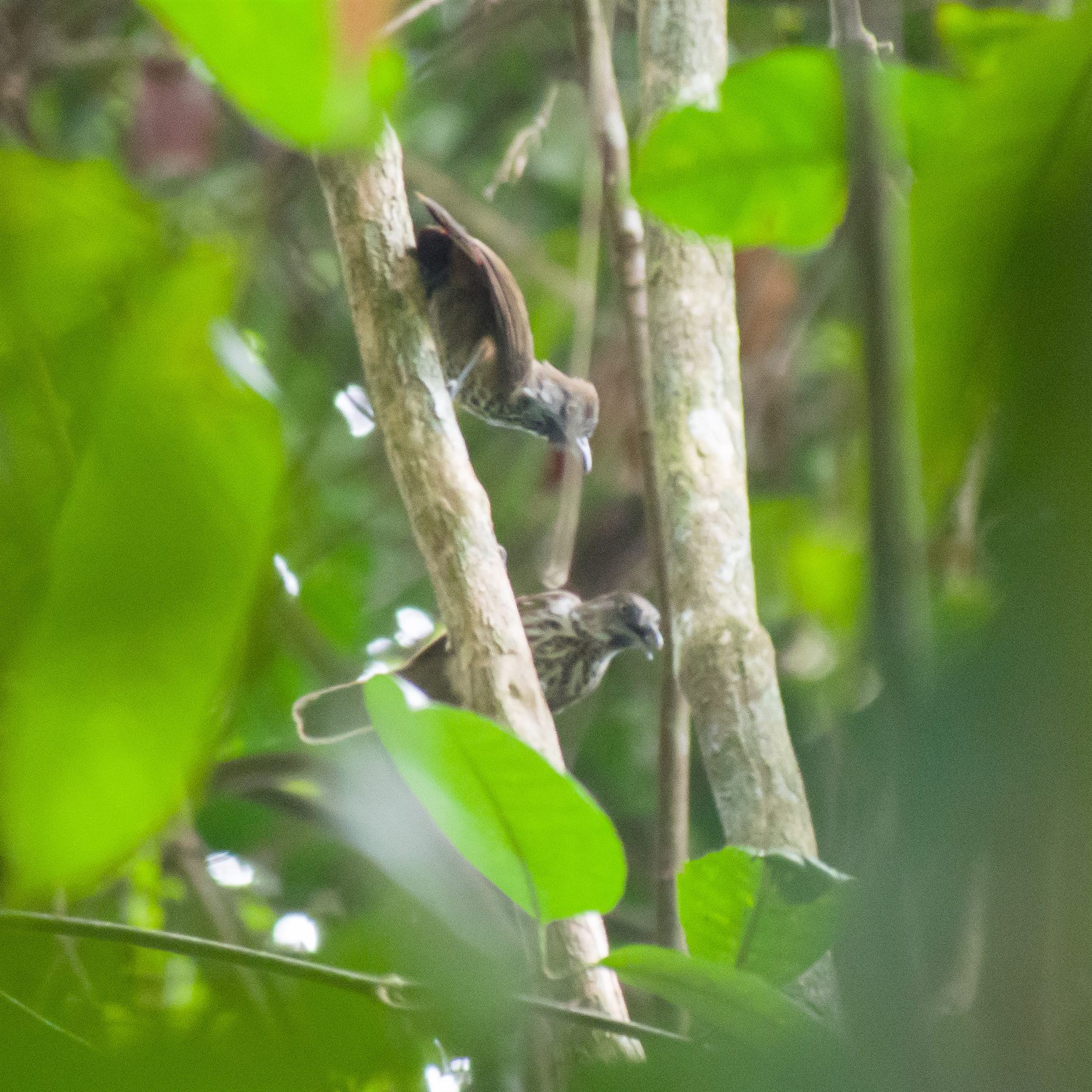 Chestnut-rumped Babbler — Borneo wildlife, book, free download, jungle tour, bird, bird tour
