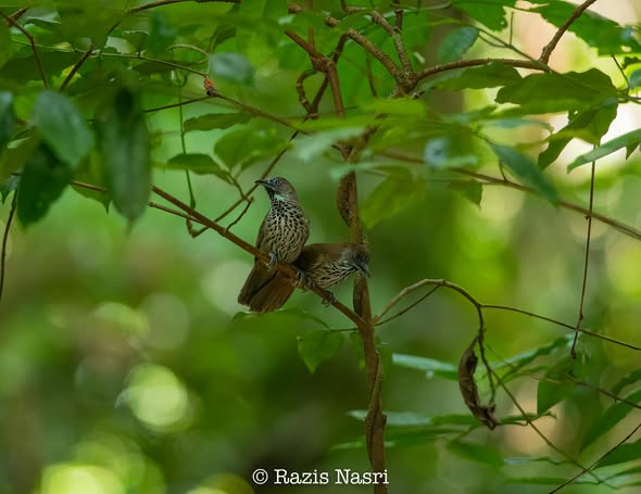 Chestnut-rumped Babbler — Borneo wildlife, book, free download, jungle tour, bird, bird tour