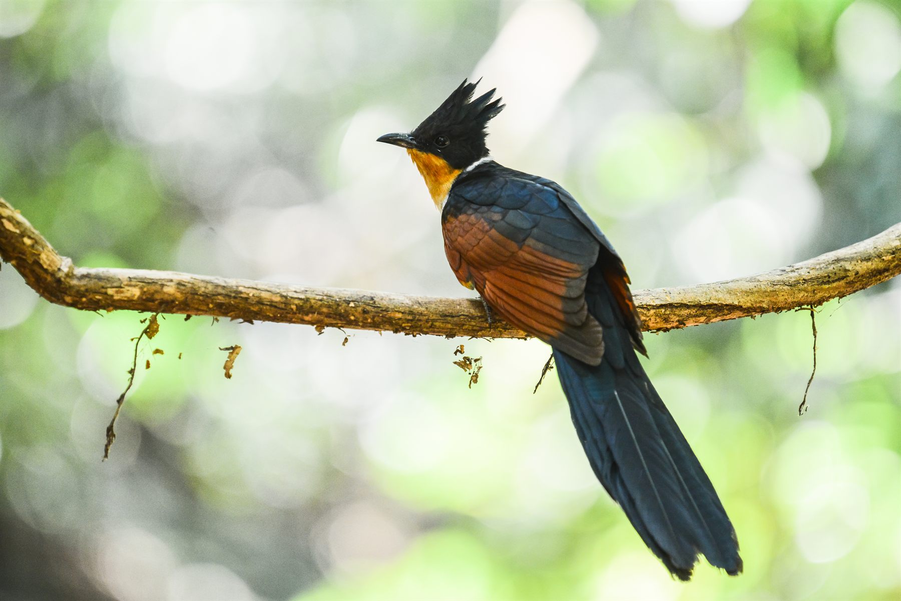Chestnut-winged Cuckoo — Borneo wildlife, book, free download, jungle tour, bird, bird tour