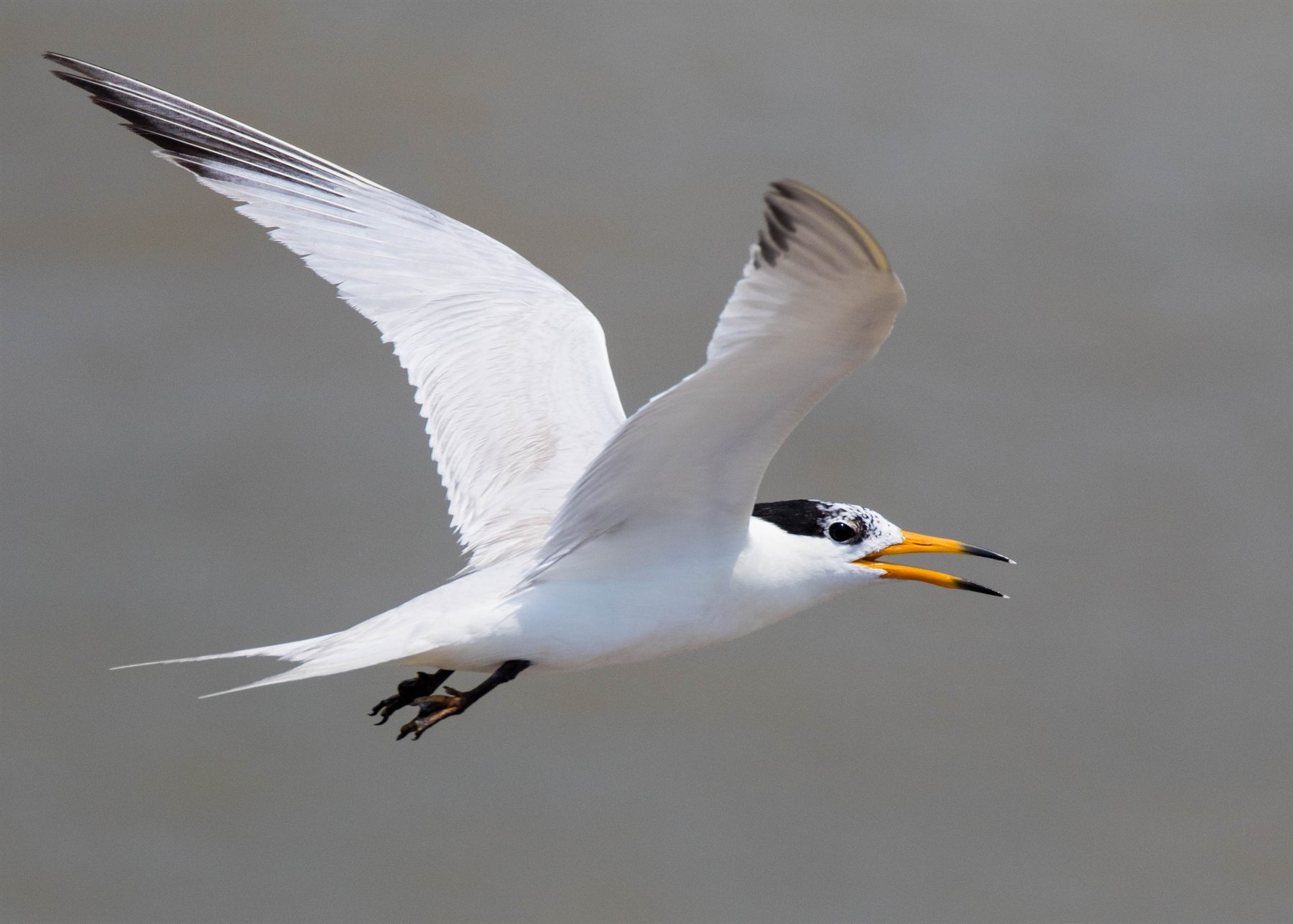 Chinese Crested Tern — Borneo wildlife, book, free download, jungle tour, bird, bird tour