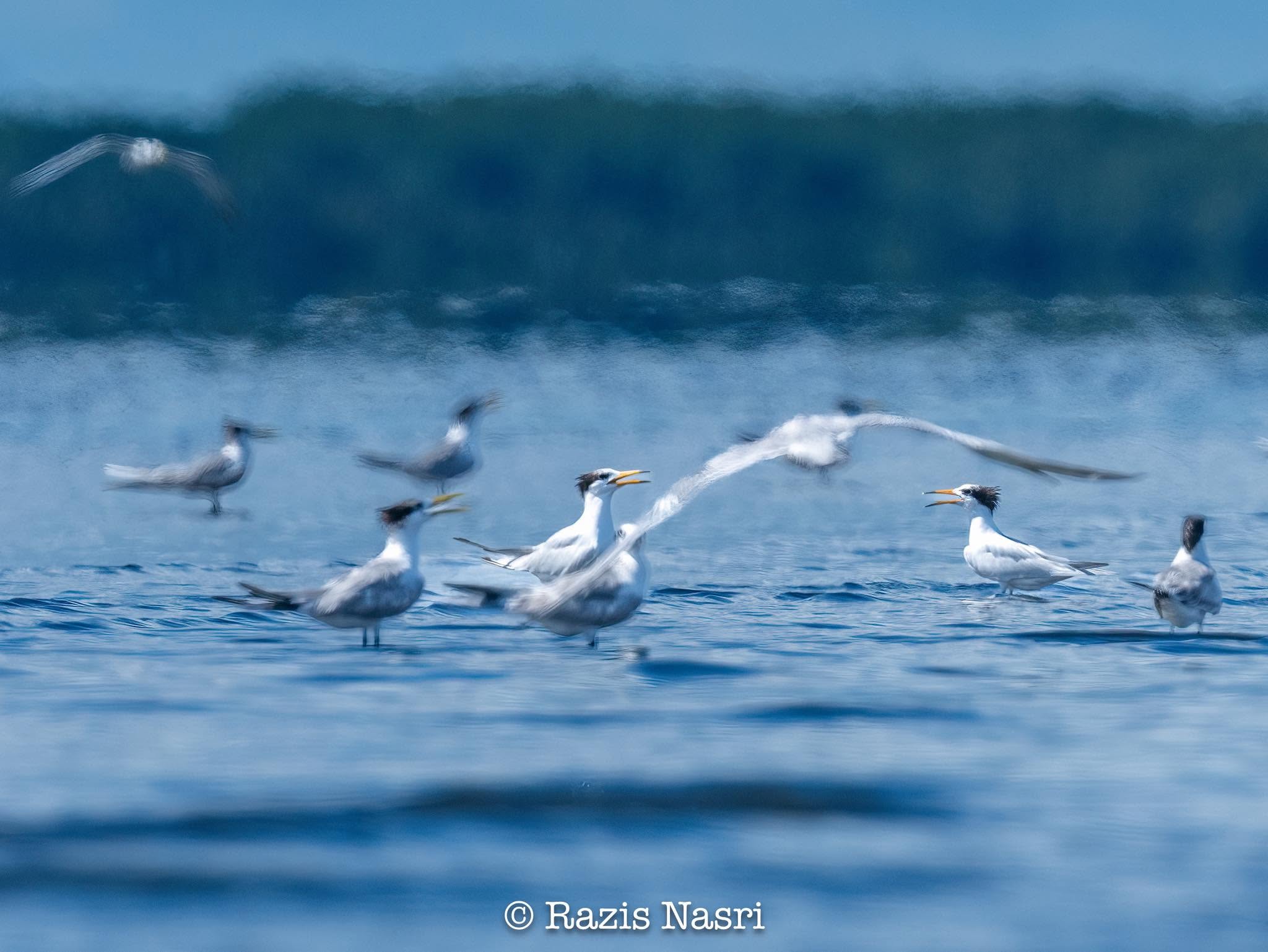 Chinese Crested Tern — Borneo wildlife, book, free download, jungle tour, bird, bird tour
