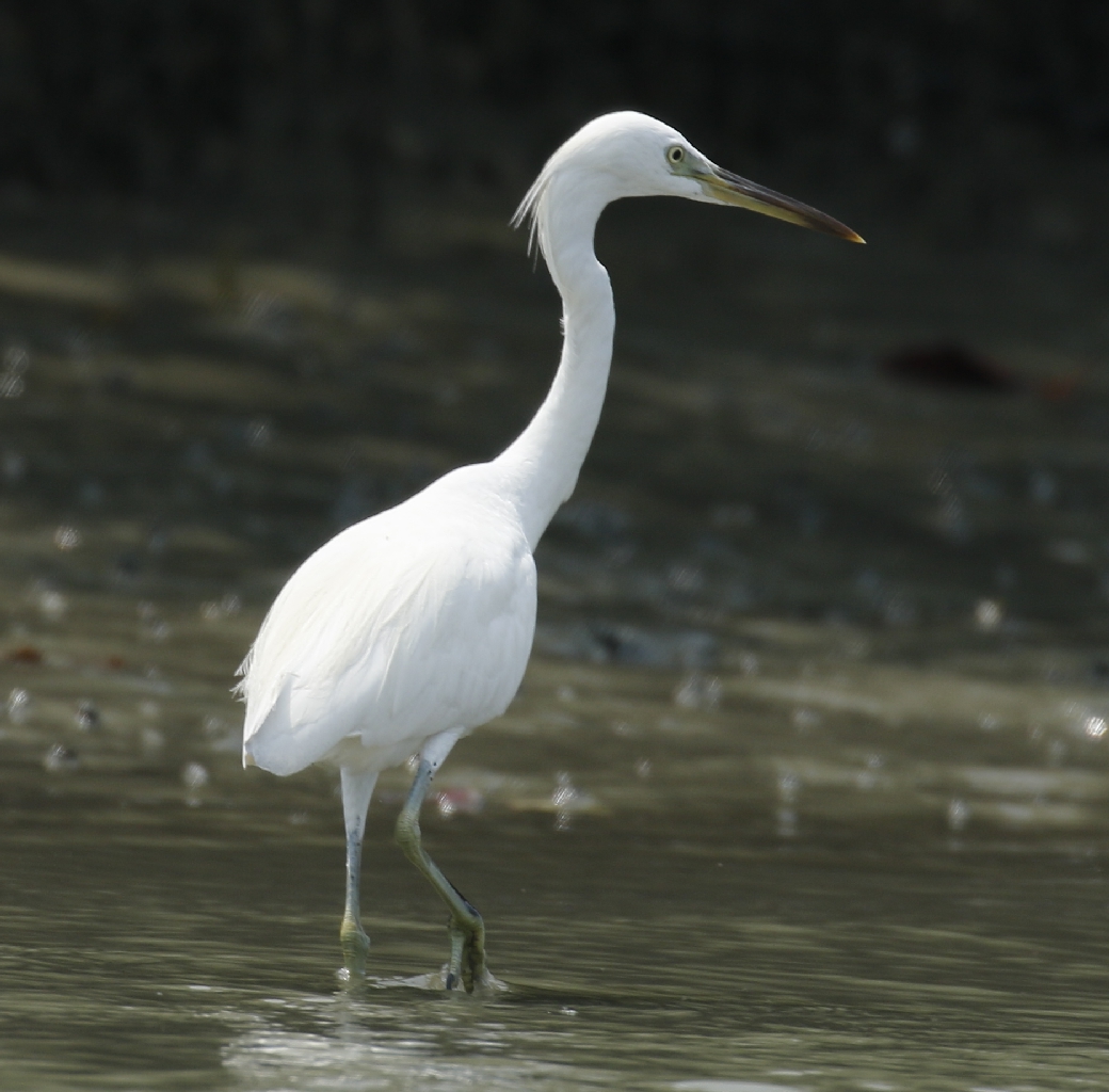 Chinese Egret — Borneo wildlife, book, free download, jungle tour, bird, bird tour