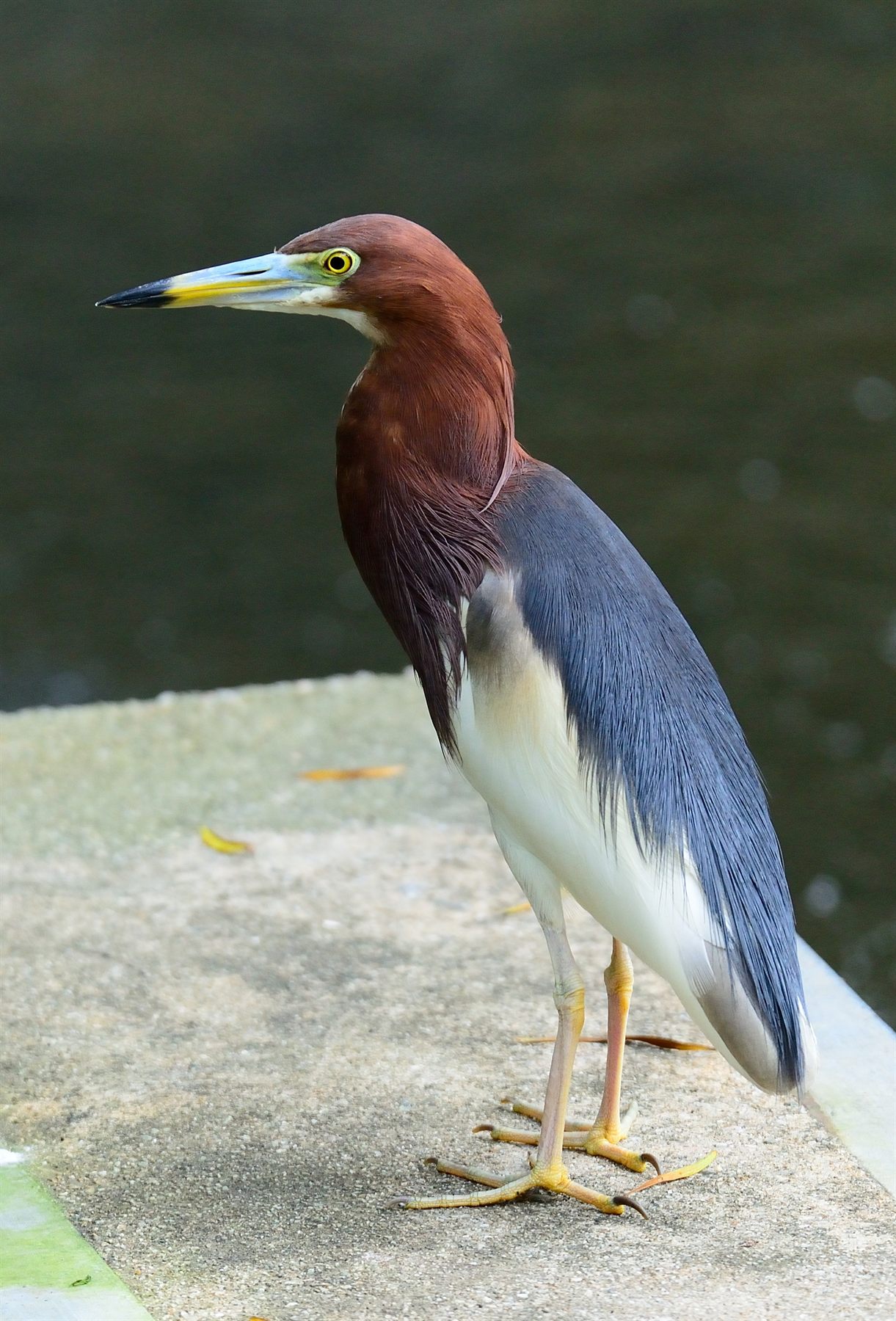 Chinese Pond-Heron — Borneo wildlife, book, free download, jungle tour, bird, bird tour