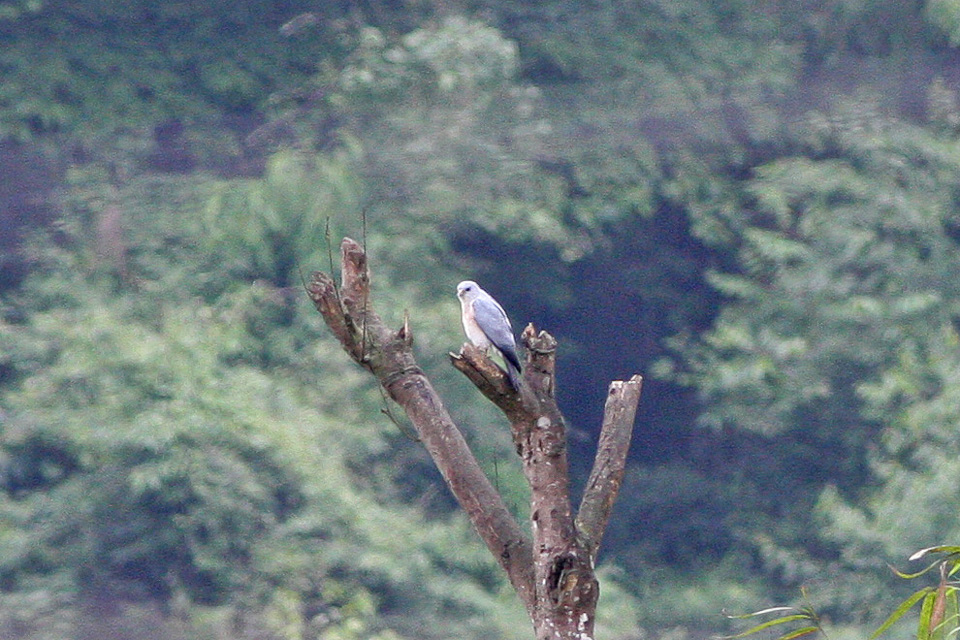 Chinese Sparrowhawk — Borneo wildlife, book, free download, jungle tour, bird, bird tour