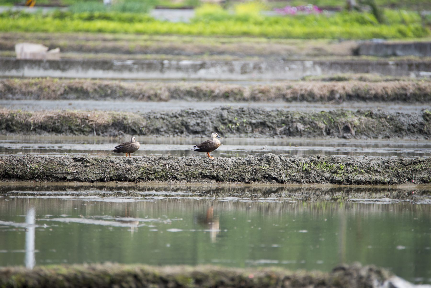 Eastern Spot-billed Duck — Borneo wildlife, book, free download, jungle tour, bird, bird tour