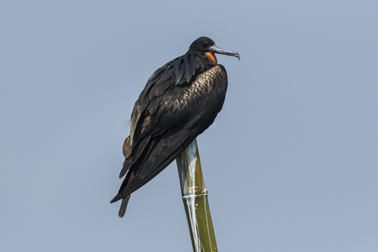 Christmas Island Frigatebird — Borneo wildlife, book, free download, jungle tour, bird, bird tour