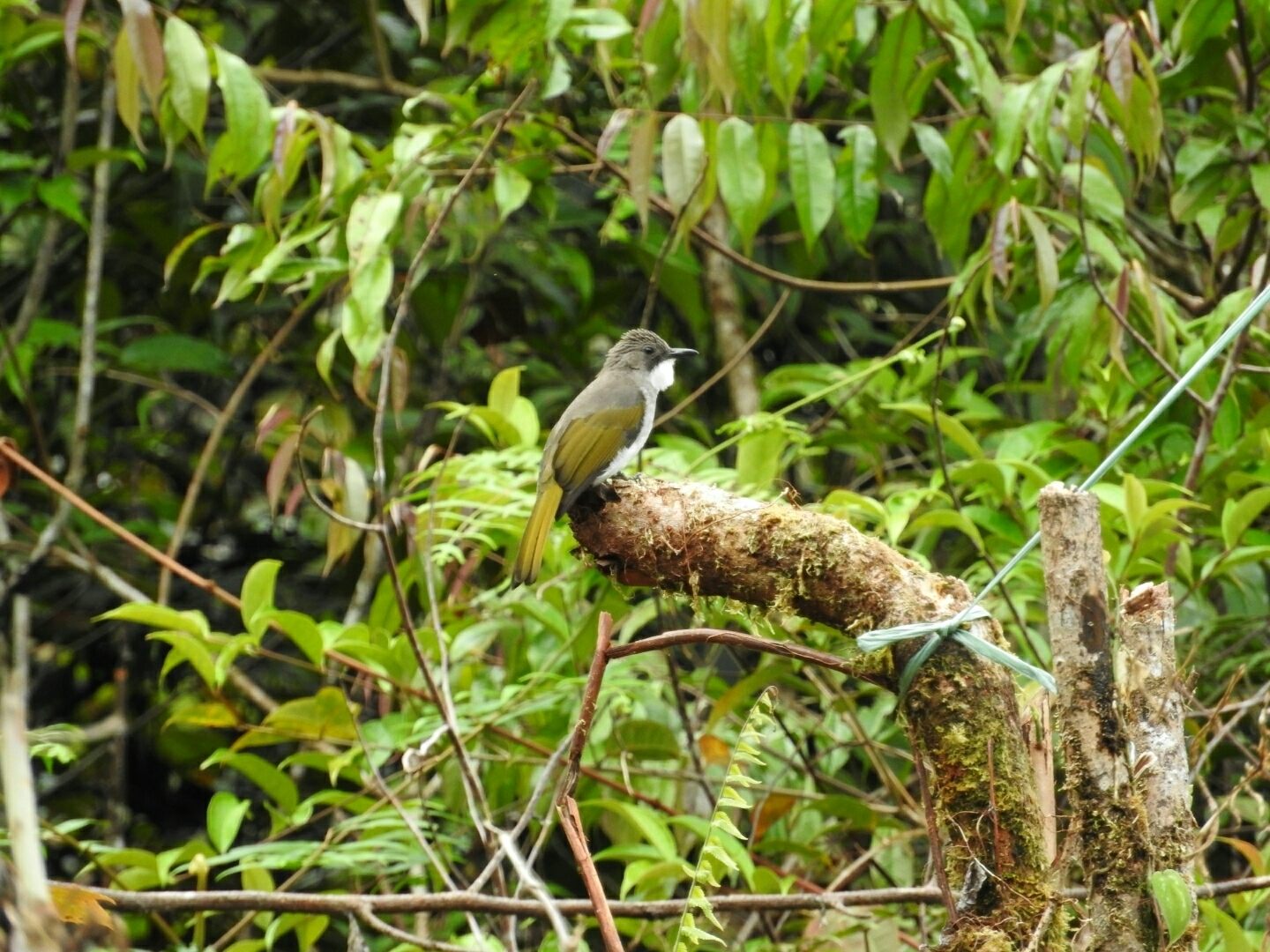 Cinereous Bulbul — Borneo wildlife, book, free download, jungle tour, bird, bird tour