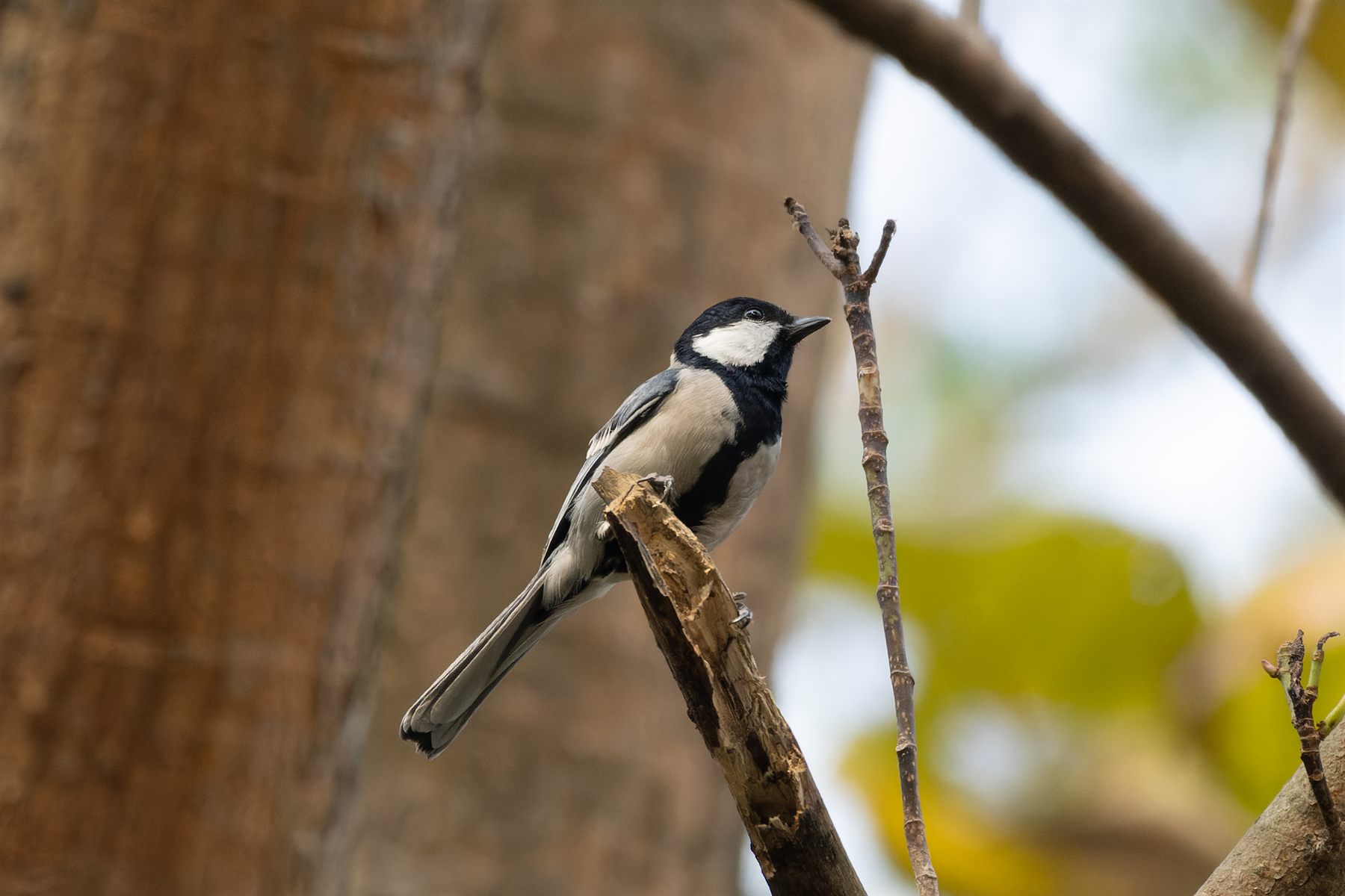 Asian Tit — Borneo wildlife, book, free download, jungle tour, bird, bird tour