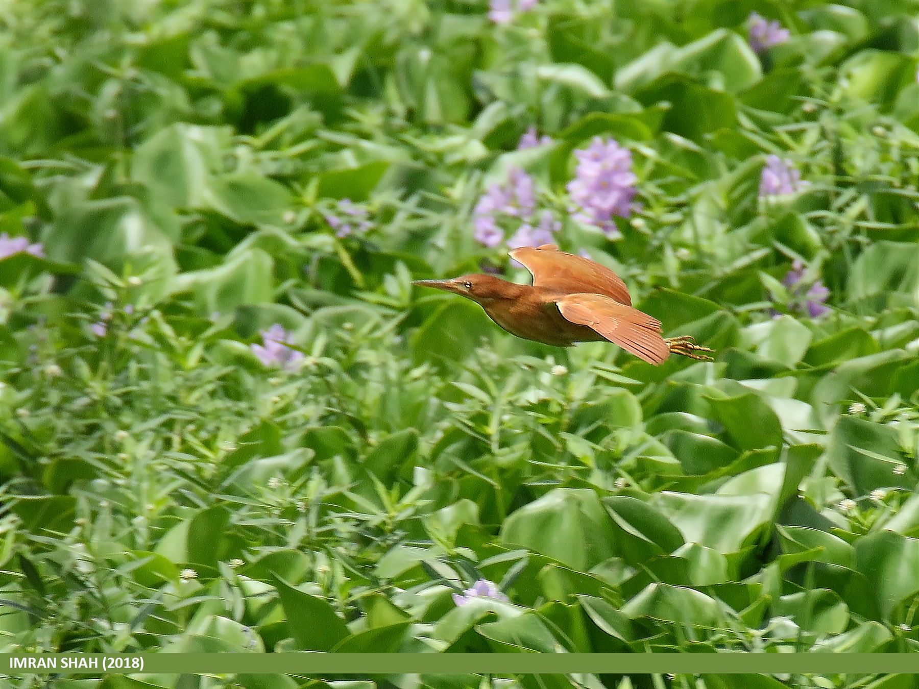 Cinnamon Bittern — Borneo wildlife, book, free download, jungle tour, bird, bird tour