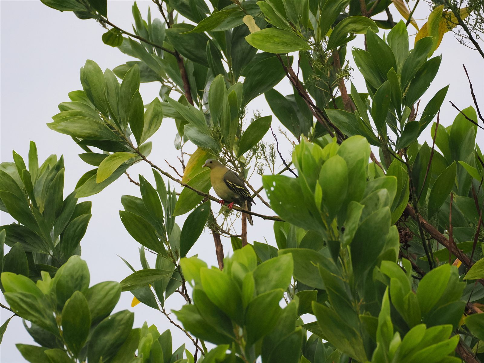 Cinnamon-headed Green-Pigeon — Borneo wildlife, book, free download, jungle tour, bird, bird tour