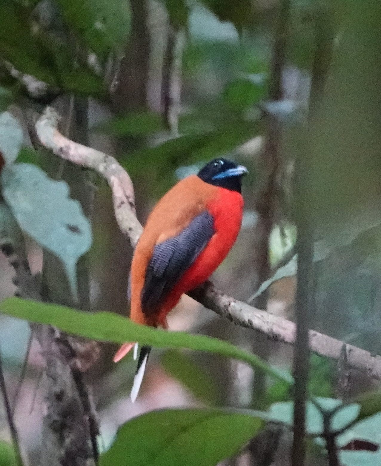 Cinnamon-rumped Trogon — Borneo wildlife, book, free download, jungle tour, bird, bird tour