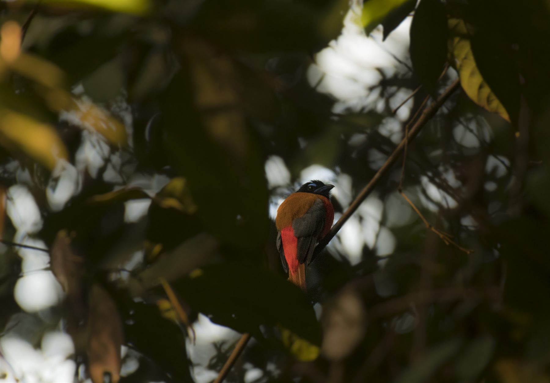 Cinnamon-rumped Trogon — Borneo wildlife, book, free download, jungle tour, bird, bird tour