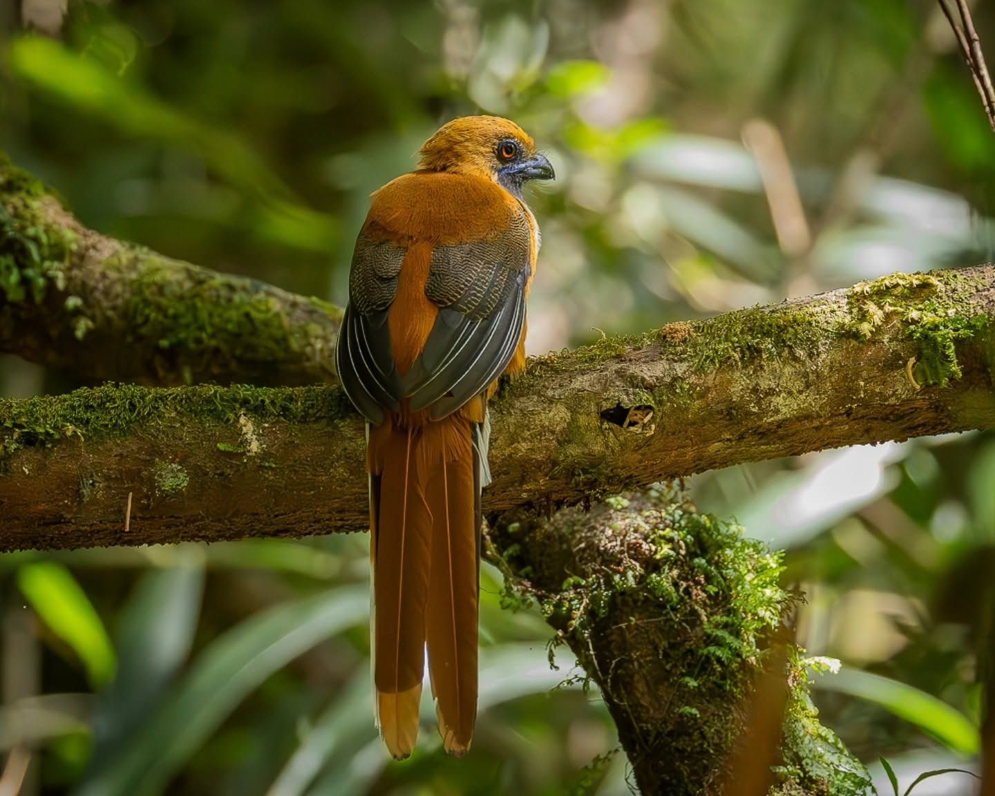 Cinnamon-rumped Trogon — Borneo wildlife, book, free download, jungle tour, bird, bird tour