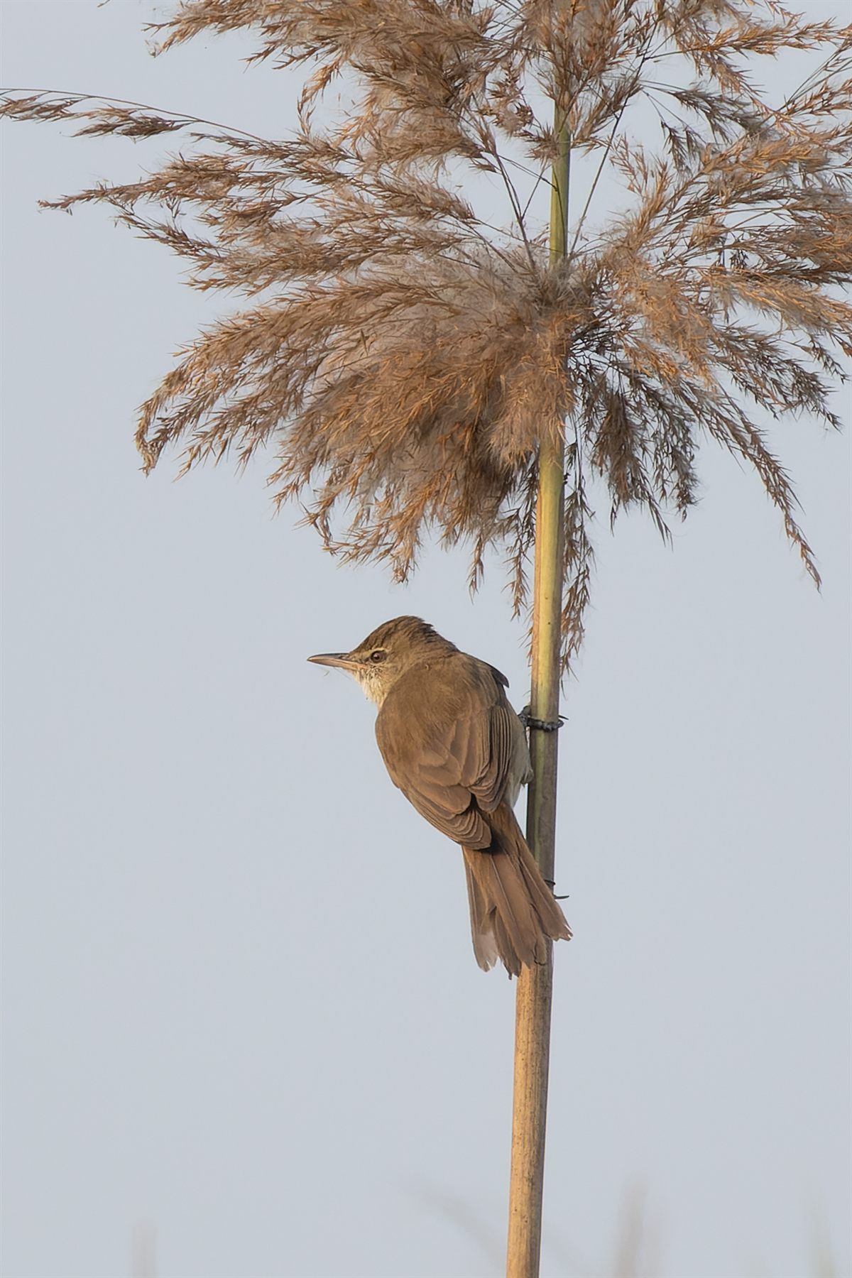 Clamorous Reed Warbler — Borneo wildlife, book, free download, jungle tour, bird, bird tour
