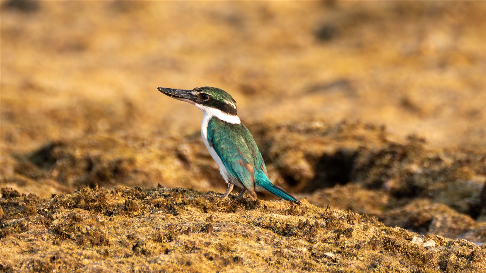 Collared Kingfisher — Borneo wildlife, book, free download, jungle tour, bird, bird tour