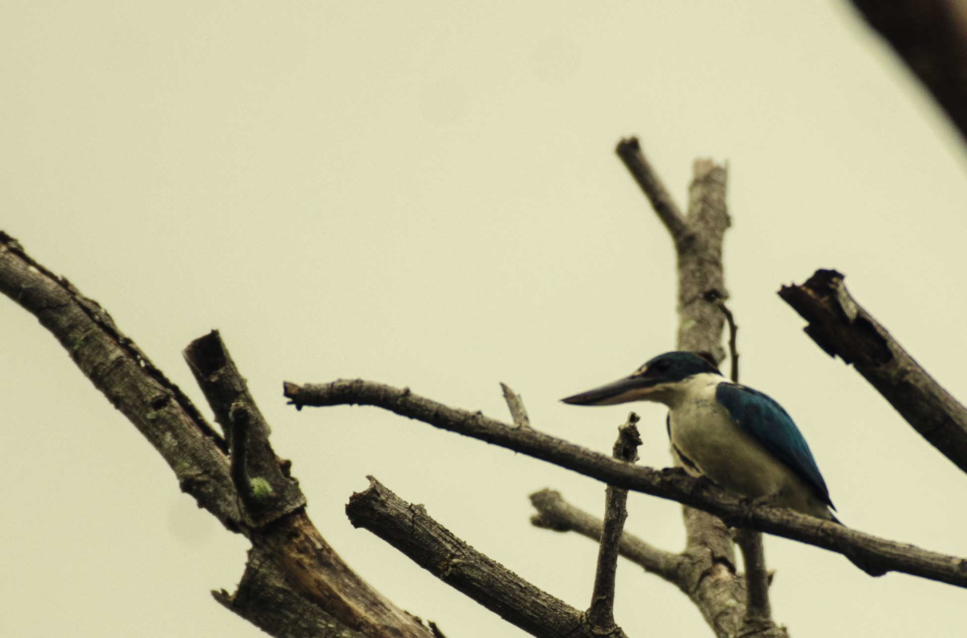 Collared Kingfisher — Borneo wildlife, book, free download, jungle tour, bird, bird tour