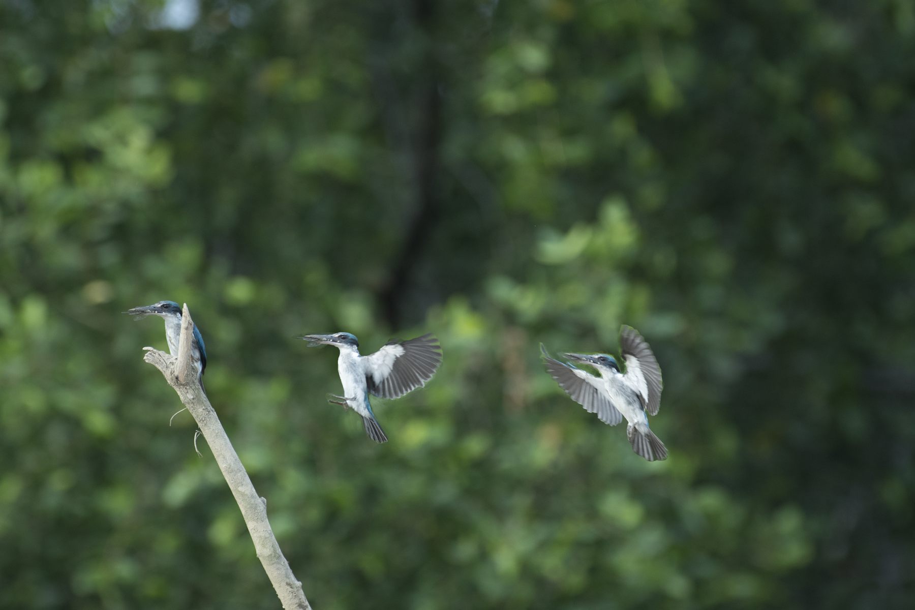Collared Kingfisher — Borneo wildlife, book, free download, jungle tour, bird, bird tour