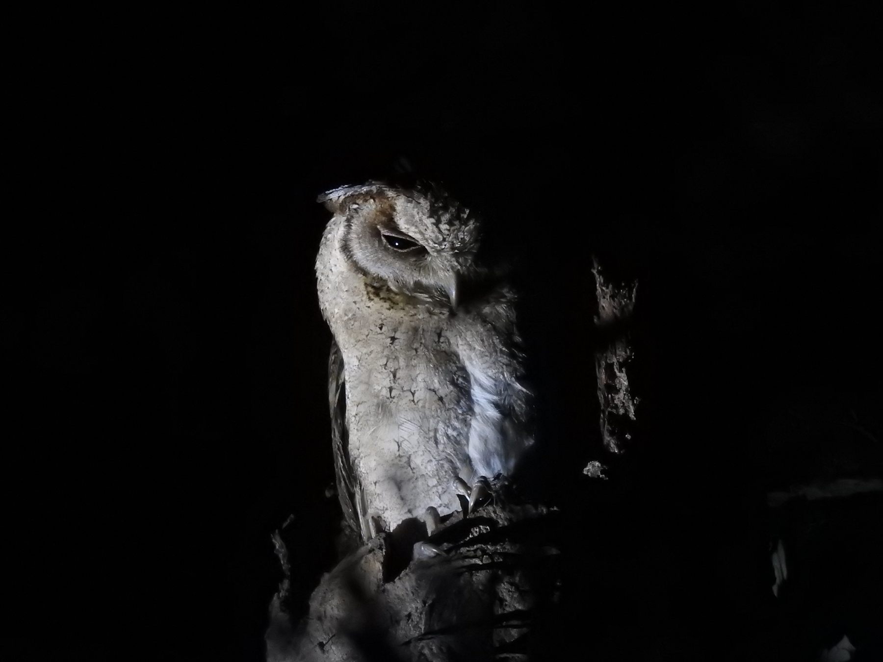 Indian Scops-Owl — Borneo wildlife, book, free download, jungle tour, bird, bird tour