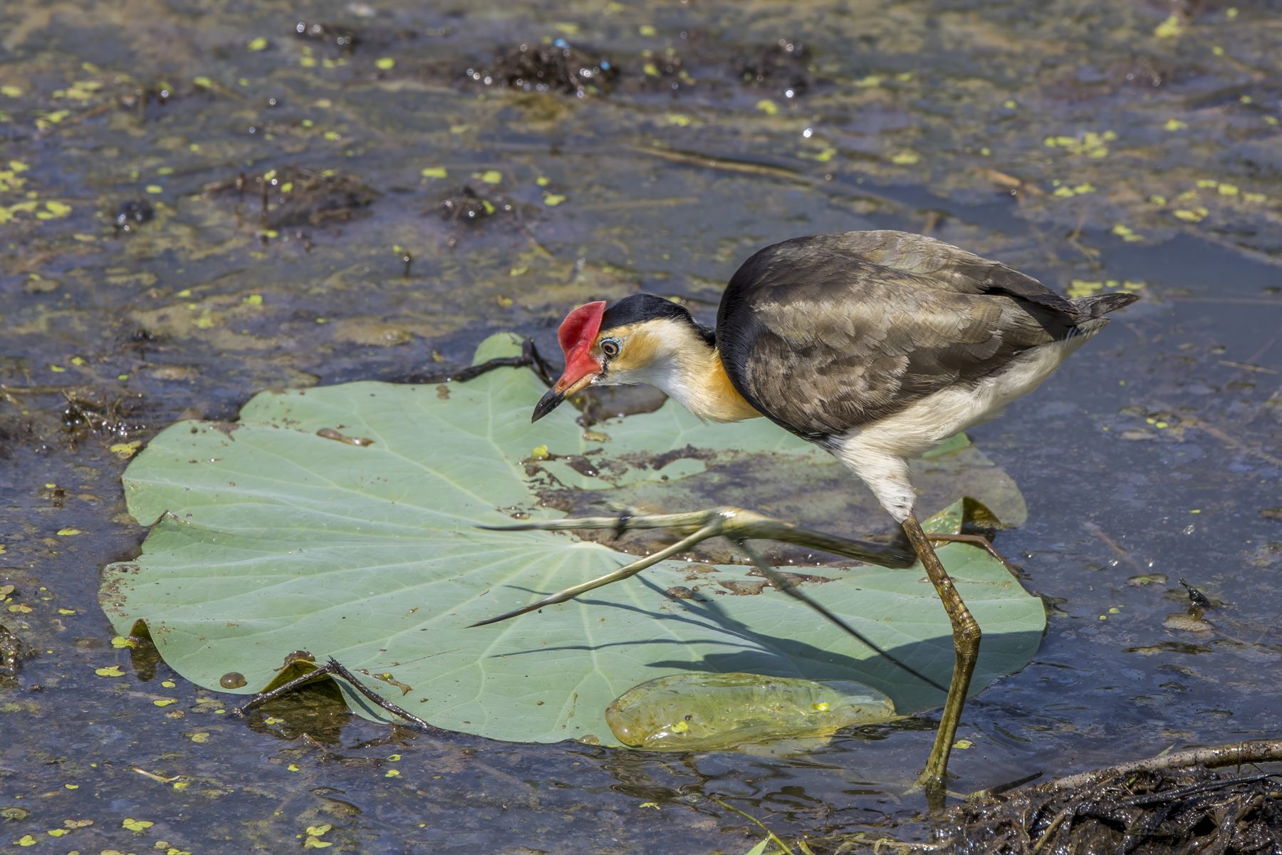 Comb-crested Jacana — Borneo wildlife, book, free download, jungle tour, bird, bird tour