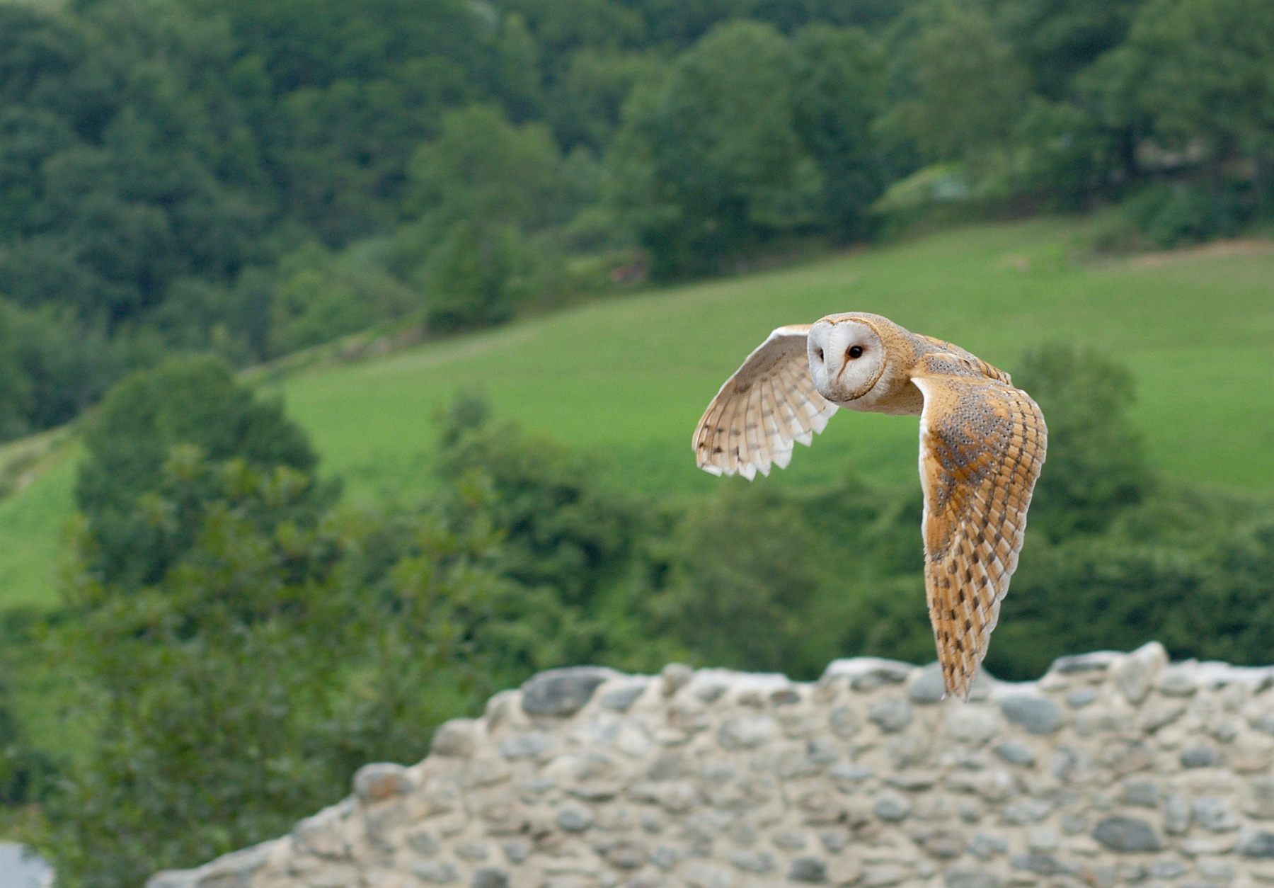 Western Barn Owl — Borneo wildlife, book, free download, jungle tour, bird, bird tour