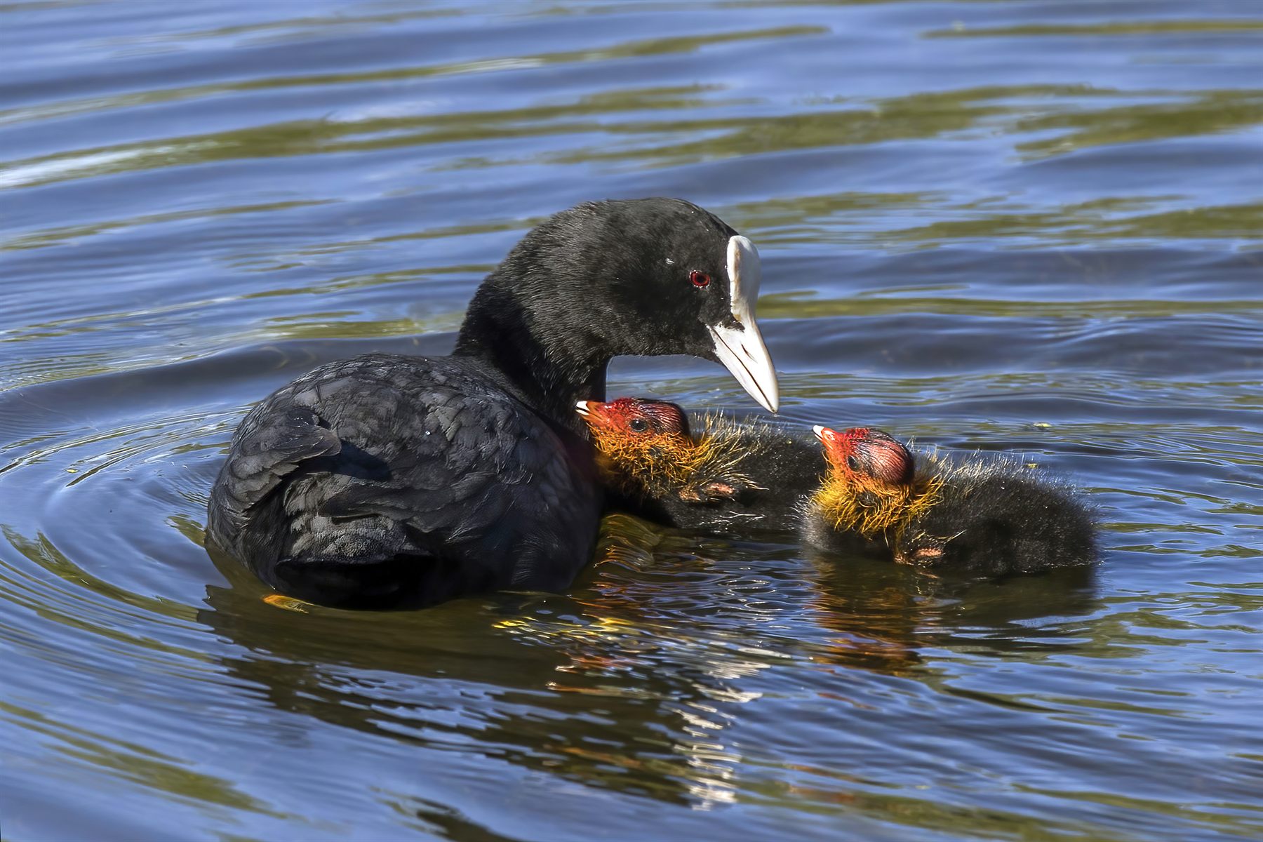 Eurasian Coot — Borneo wildlife, book, free download, jungle tour, bird, bird tour