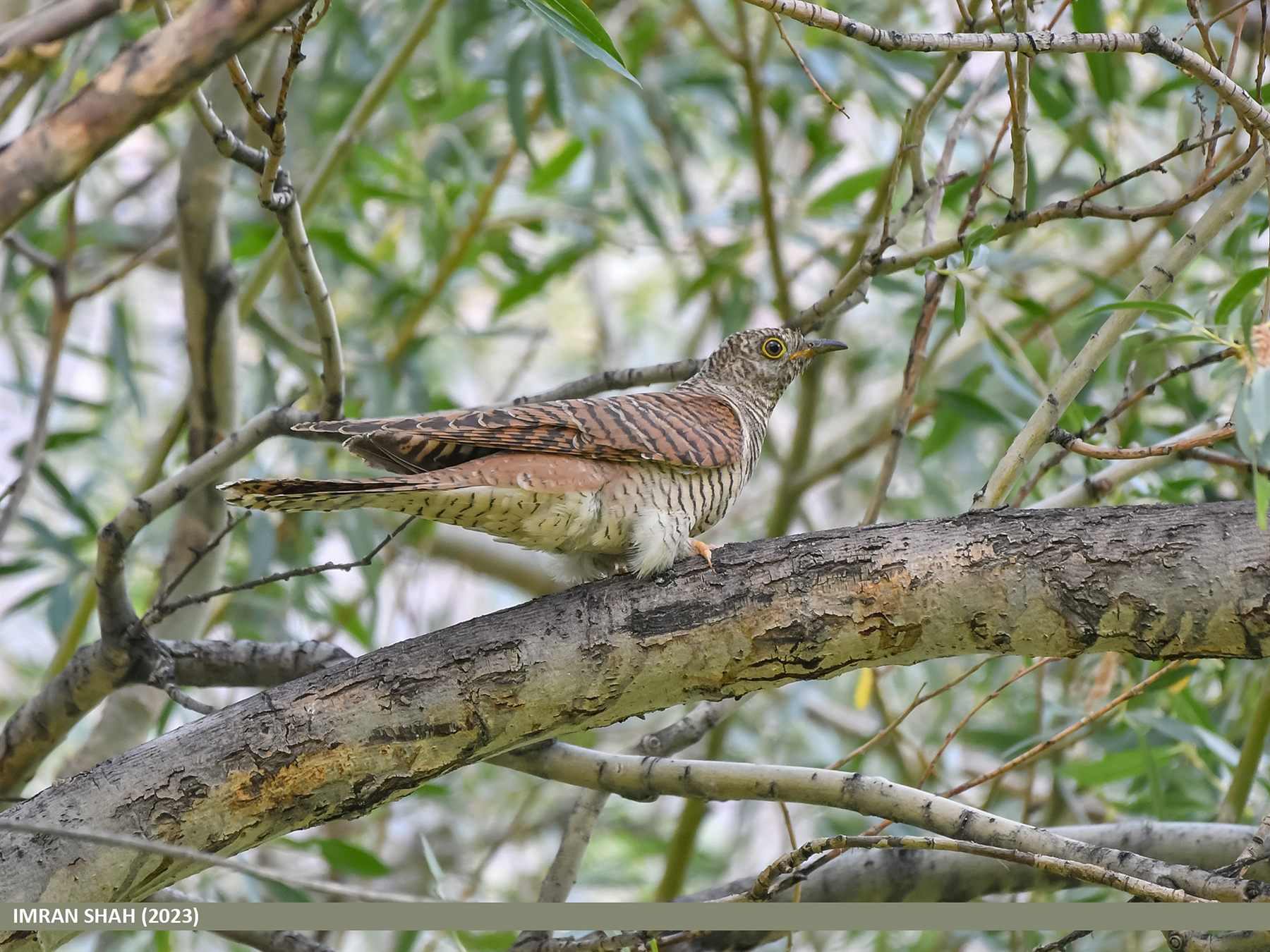 Common Cuckoo — Borneo wildlife, book, free download, jungle tour, bird, bird tour