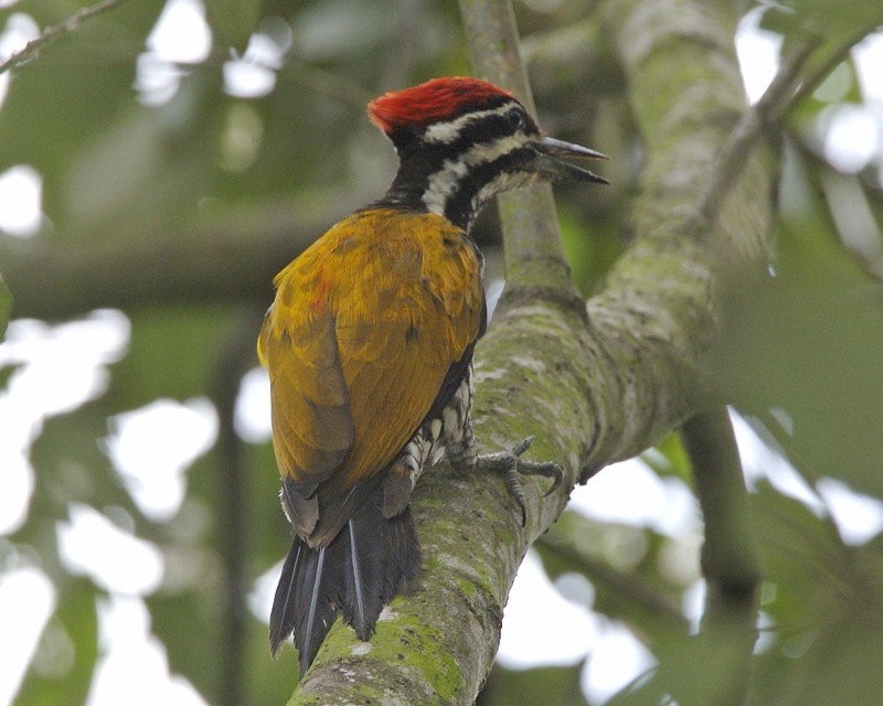 Common Flameback — Borneo wildlife, book, free download, jungle tour, bird, bird tour