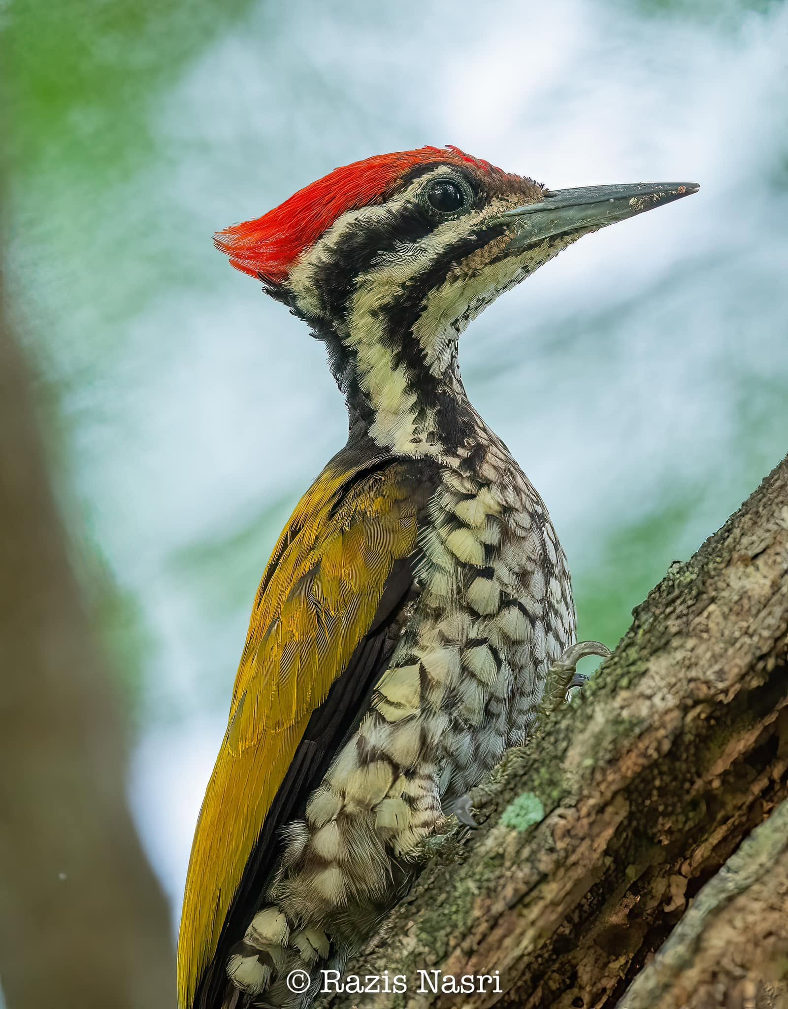 Common Flameback — Borneo wildlife, book, free download, jungle tour, bird, bird tour