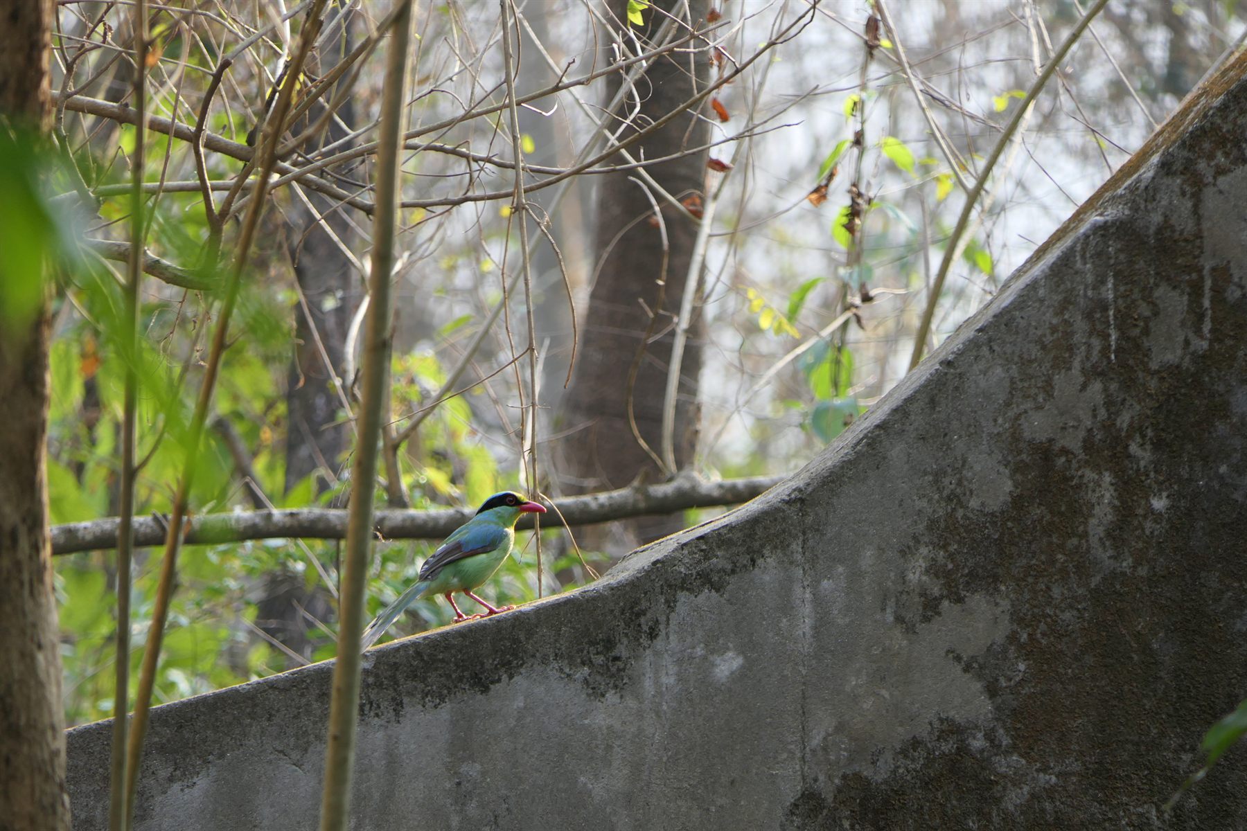 Common Green-Magpie — Borneo wildlife, book, free download, jungle tour, bird, bird tour