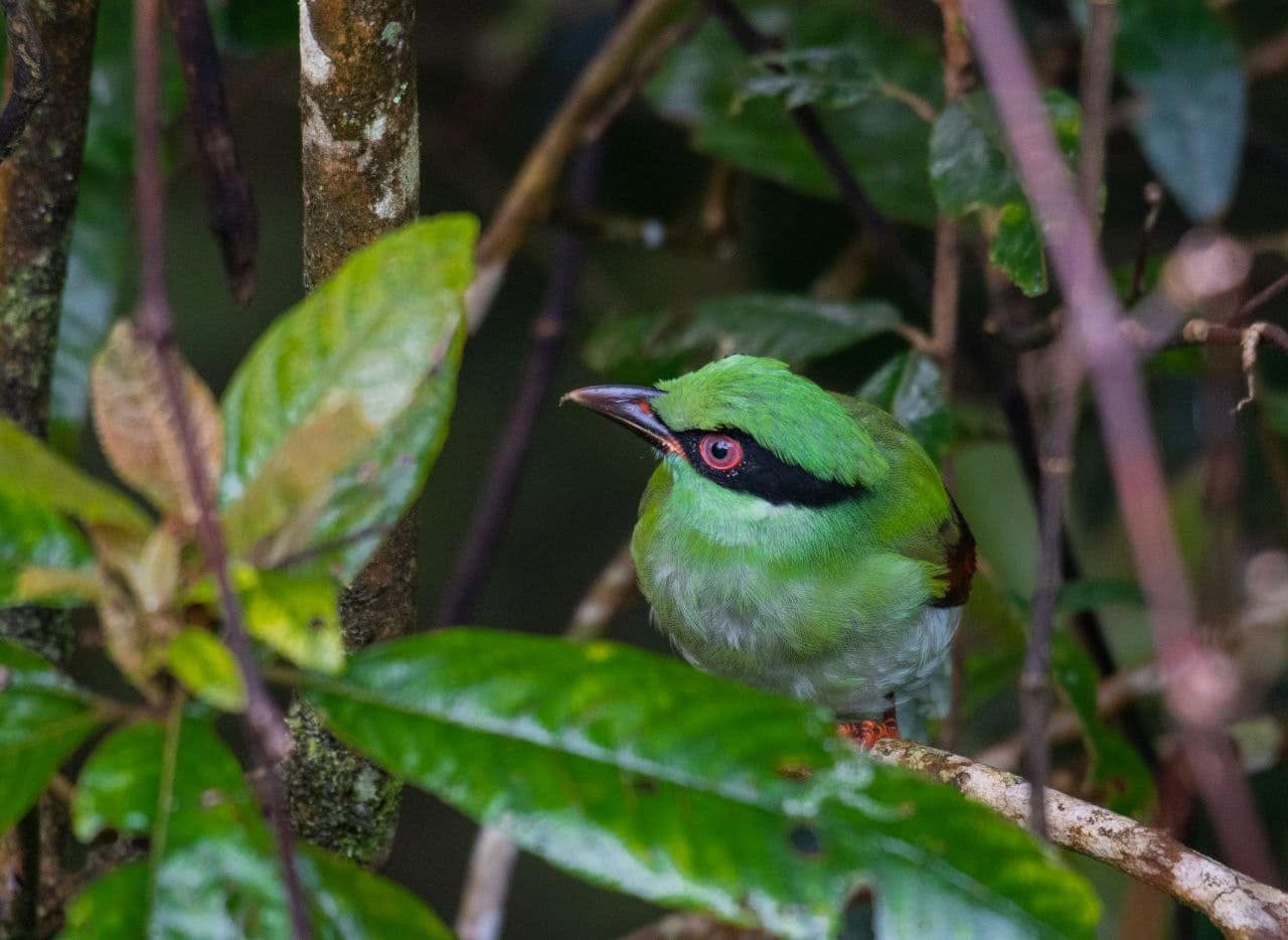 Common Green-Magpie — Borneo wildlife, book, free download, jungle tour, bird, bird tour
