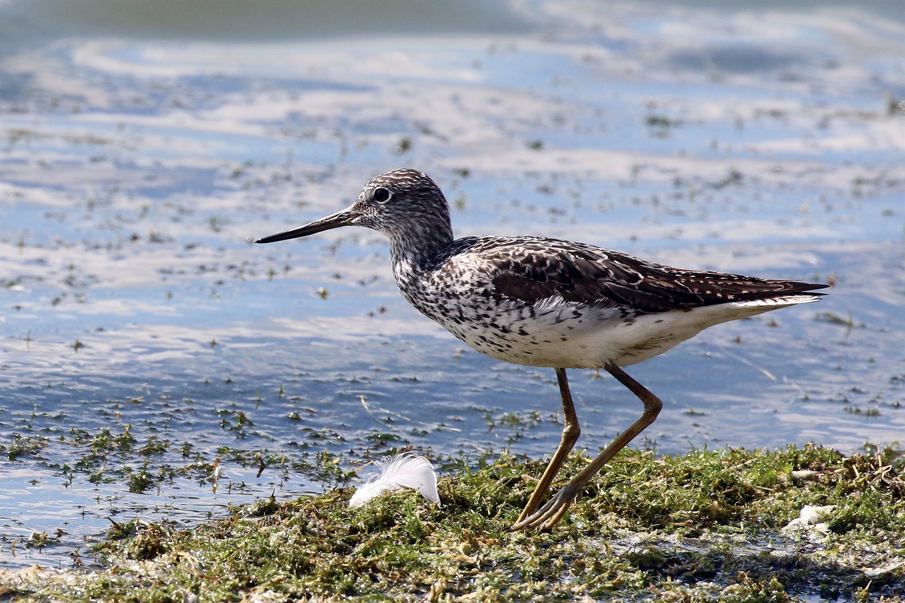 Common Greenshank — Borneo wildlife, book, free download, jungle tour, bird, bird tour