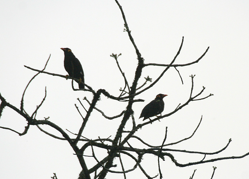 Common Hill Myna — Borneo wildlife, book, free download, jungle tour, bird, bird tour