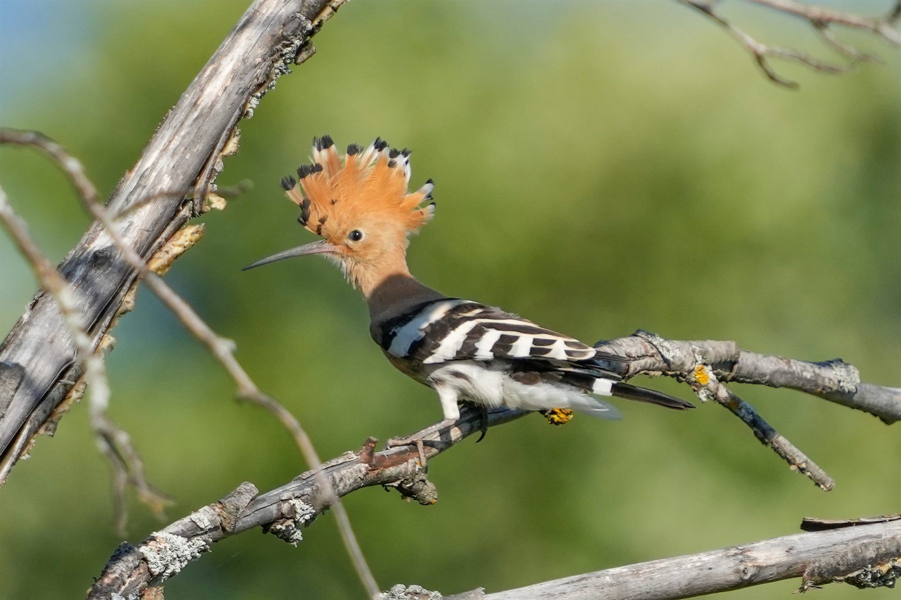 Common Hoopoe — Borneo wildlife, book, free download, jungle tour, bird, bird tour