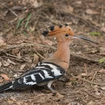 Common Hoopoe — Borneo wildlife, book, free download, jungle tour, bird, bird tour