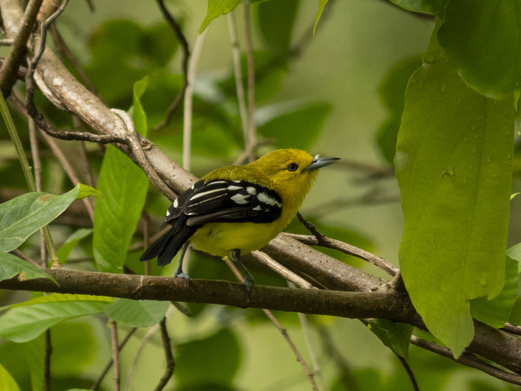Common Iora — Borneo wildlife, book, free download, jungle tour, bird, bird tour