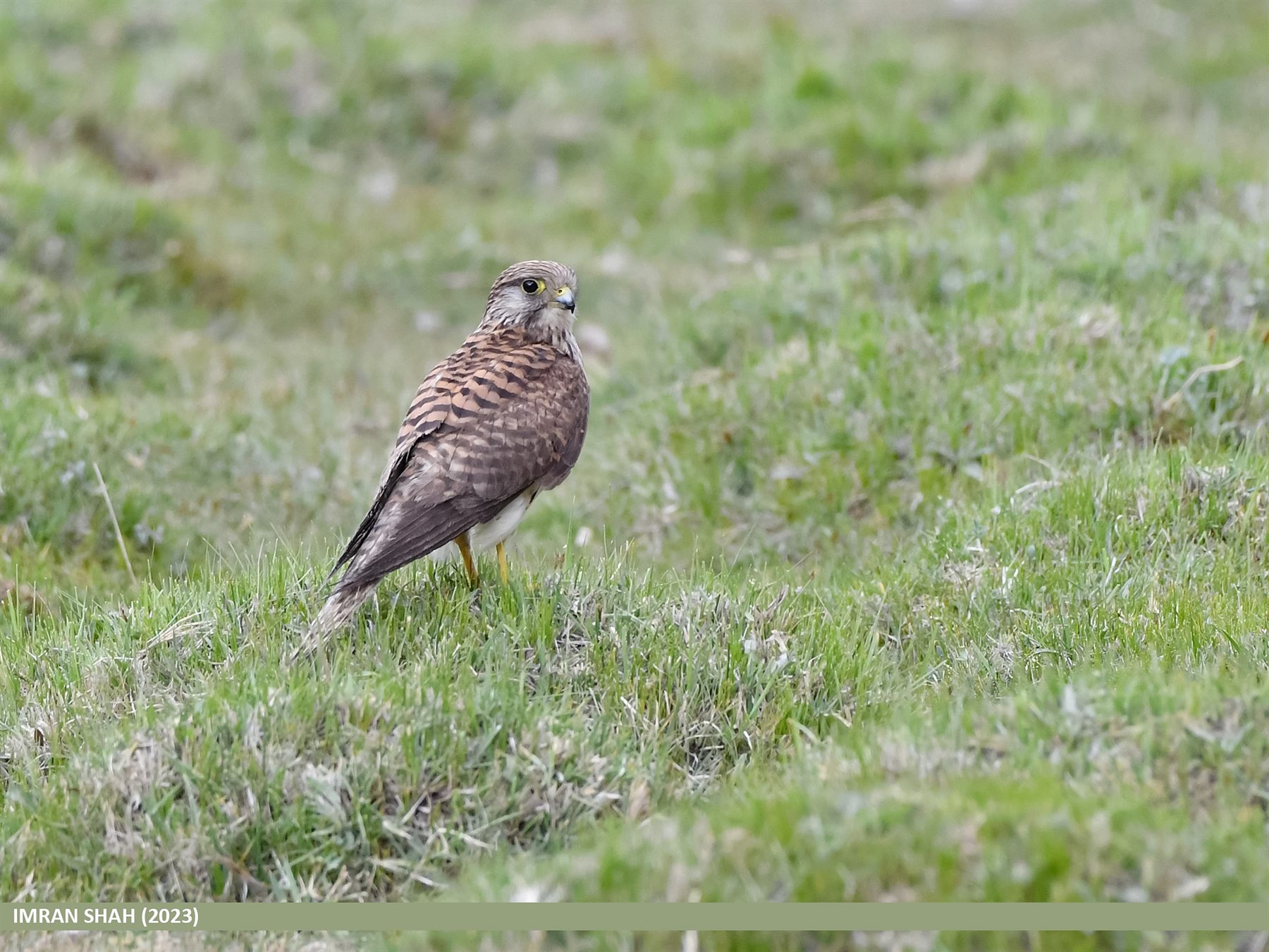Eurasian Kestrel — Borneo wildlife, book, free download, jungle tour, bird, bird tour