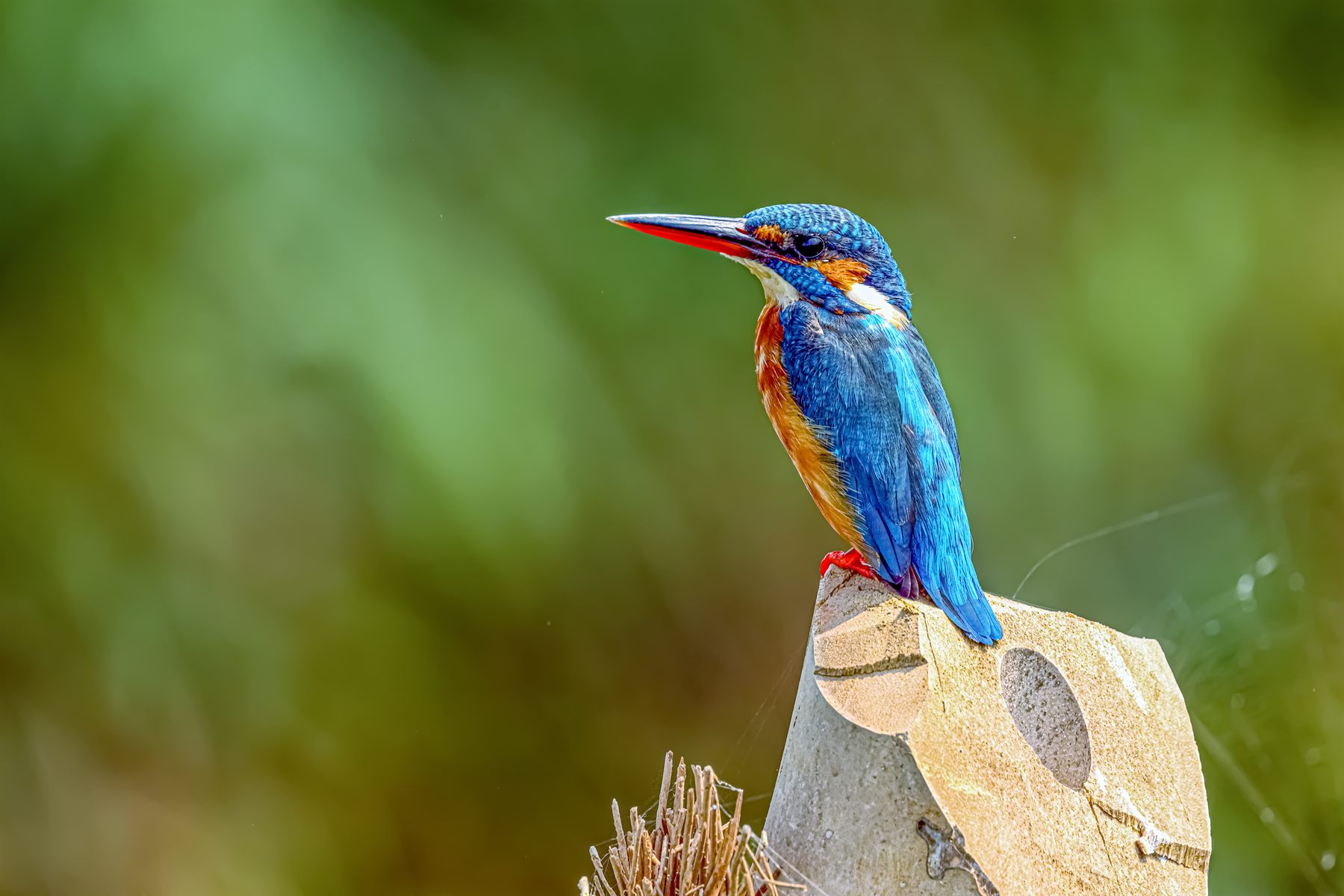 Common Kingfisher — Borneo wildlife, book, free download, jungle tour, bird, bird tour