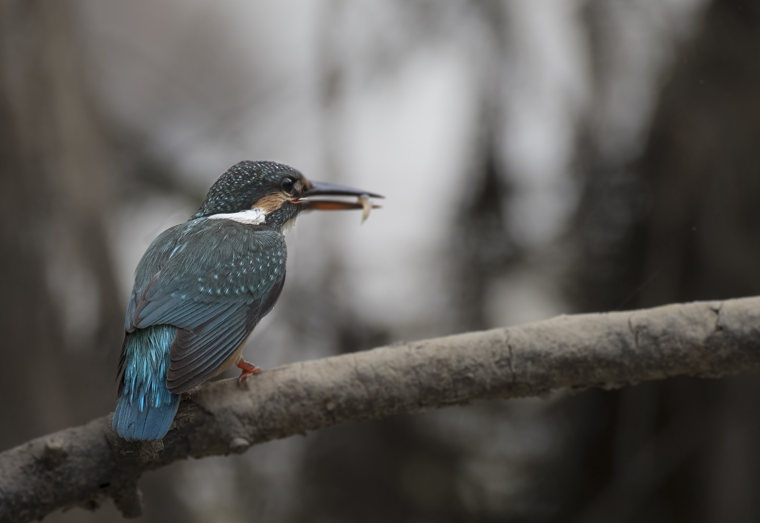 Common Kingfisher — Borneo wildlife, book, free download, jungle tour, bird, bird tour