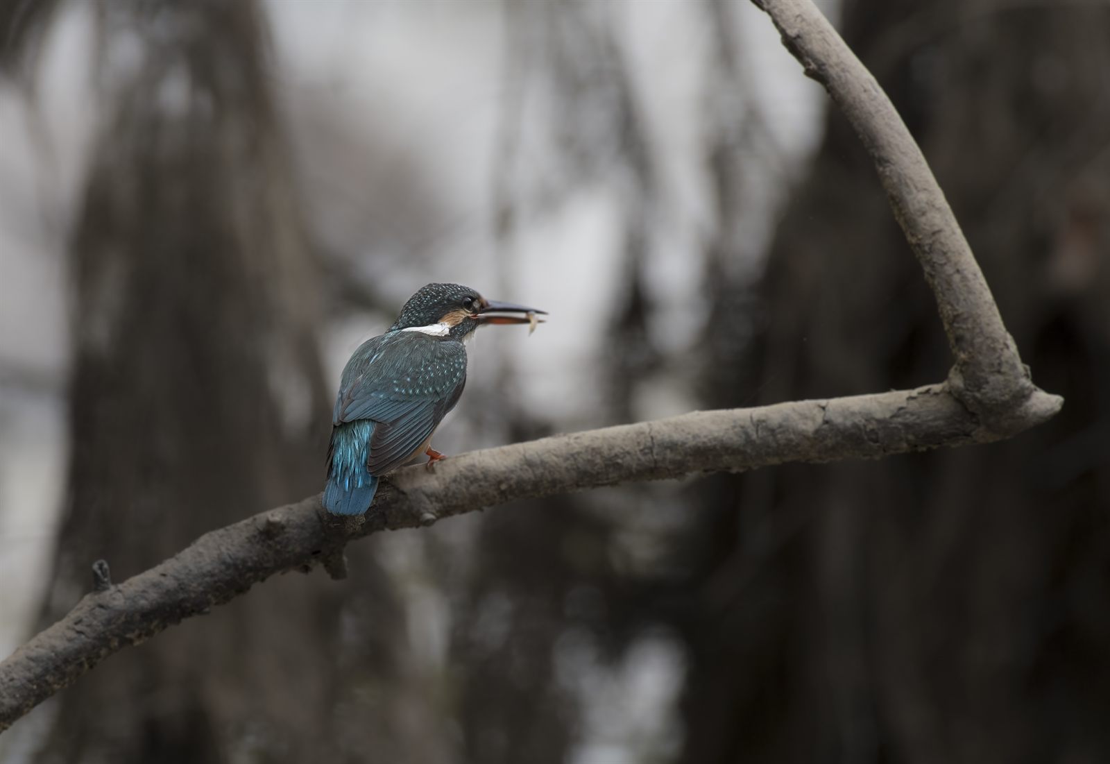 Common Kingfisher — Borneo wildlife, book, free download, jungle tour, bird, bird tour