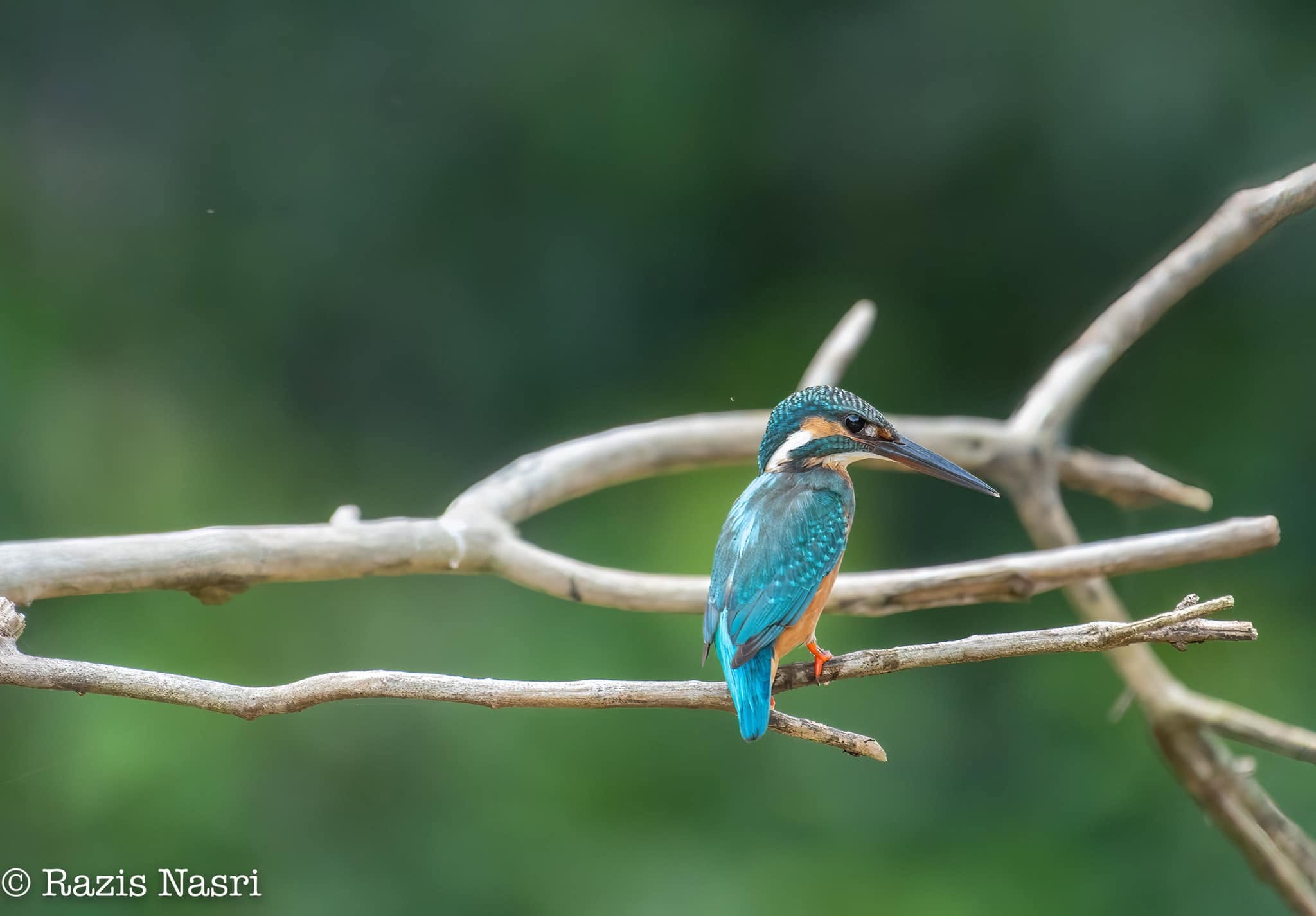 Common Kingfisher — Borneo wildlife, book, free download, jungle tour, bird, bird tour