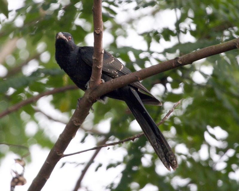 Asian Koel — Borneo wildlife, book, free download, jungle tour, bird, bird tour