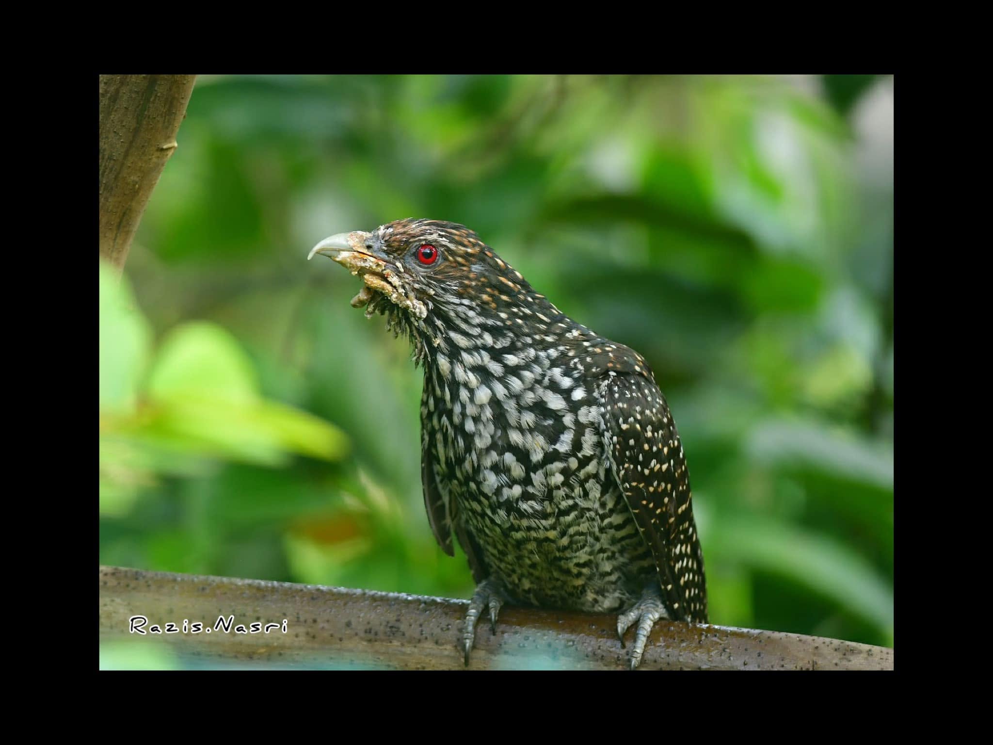 Asian Koel — Borneo wildlife, book, free download, jungle tour, bird, bird tour