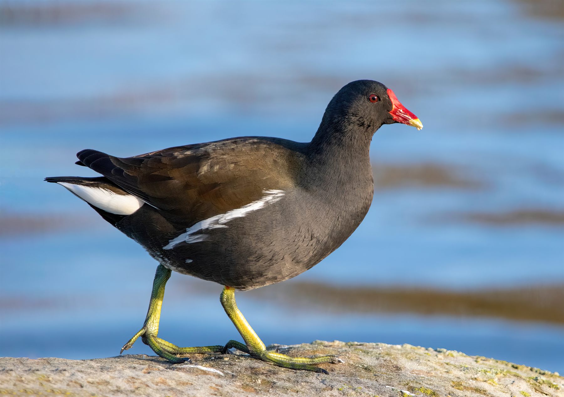 Eurasian Moorhen — Borneo wildlife, book, free download, jungle tour, bird, bird tour