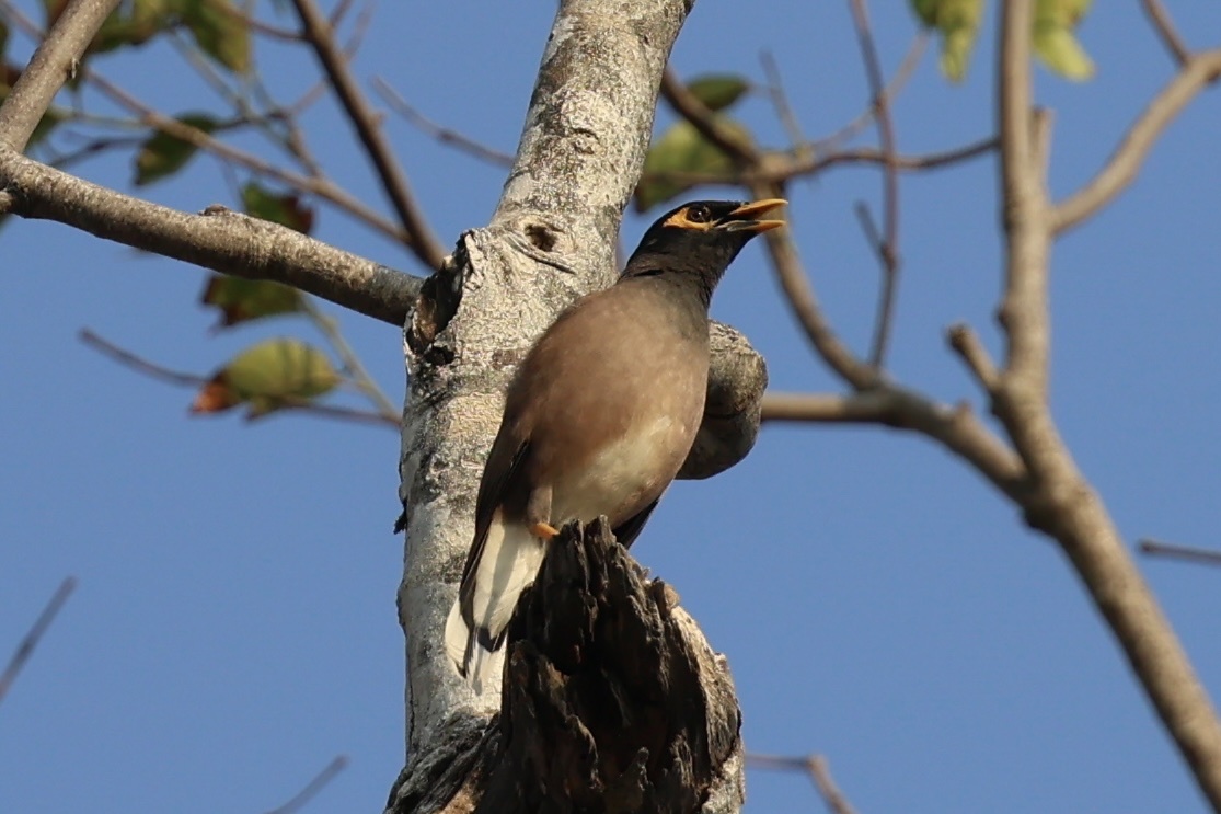 Common Myna — Borneo wildlife, book, free download, jungle tour, bird, bird tour