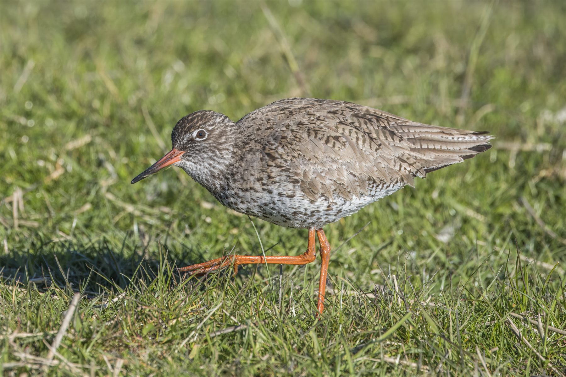 Common Redshank — Borneo wildlife, book, free download, jungle tour, bird, bird tour
