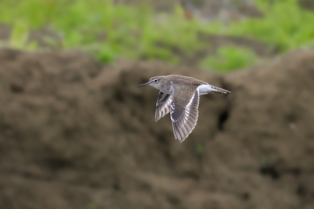 Common Sandpiper — Borneo wildlife, book, free download, jungle tour, bird, bird tour